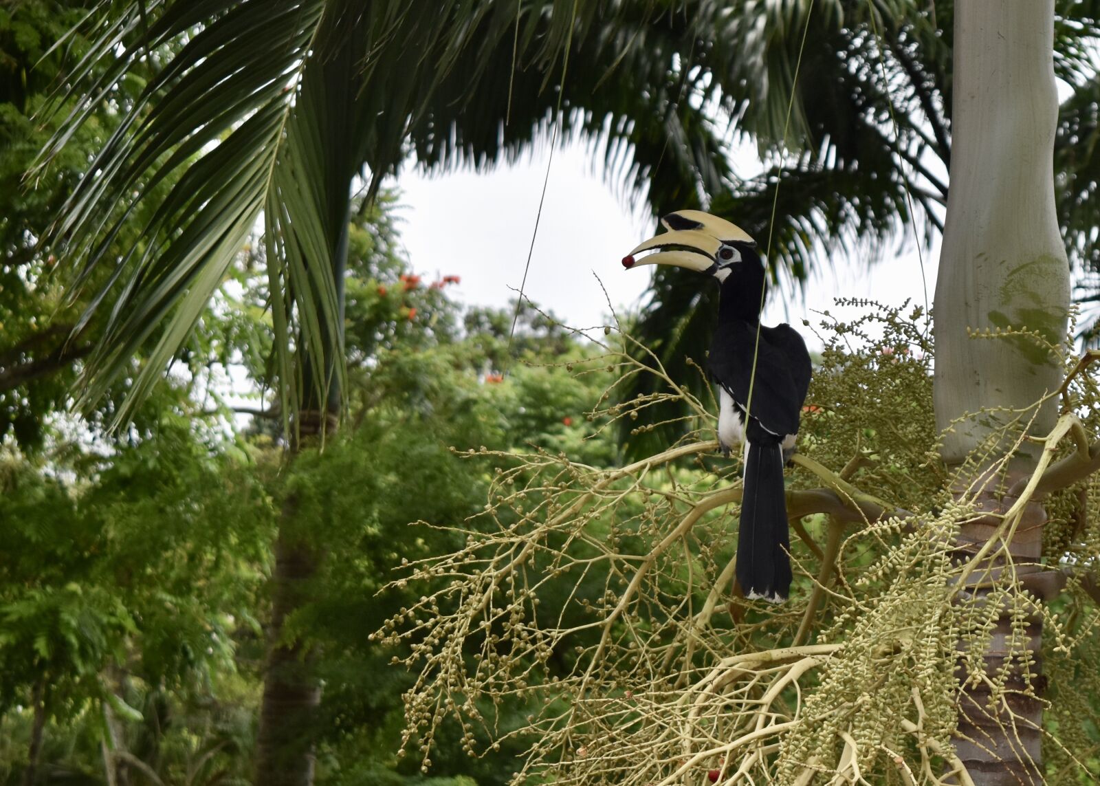 Nikon D5500 sample photo. Toucan, hornbill, nature photography