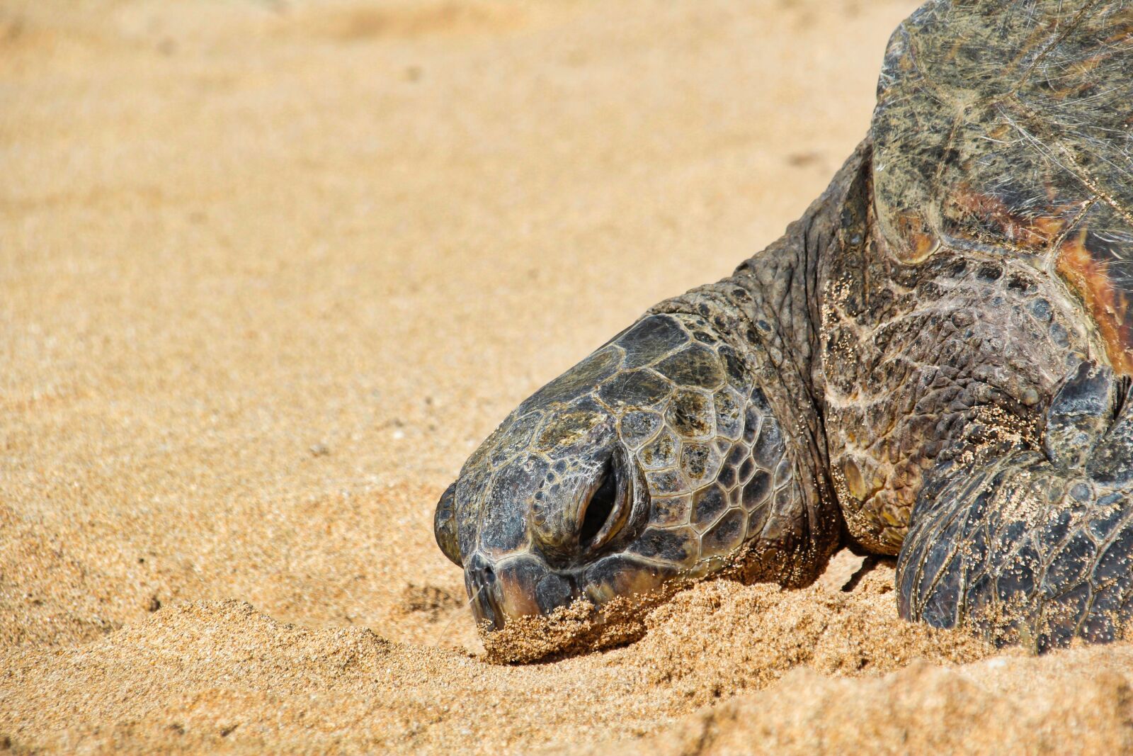 Canon EOS 1200D (EOS Rebel T5 / EOS Kiss X70 / EOS Hi) sample photo. Turtle, hawaii, green turtle photography