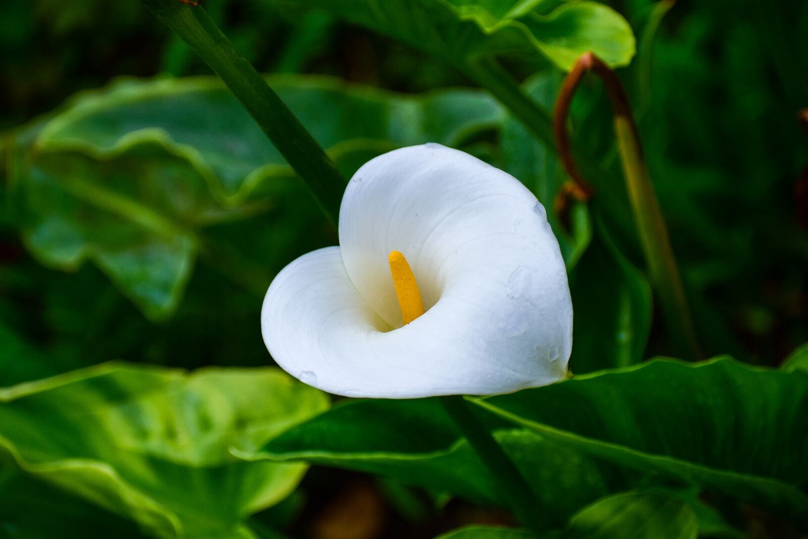 Nikon D3400 sample photo. Flower, nice, nature photography