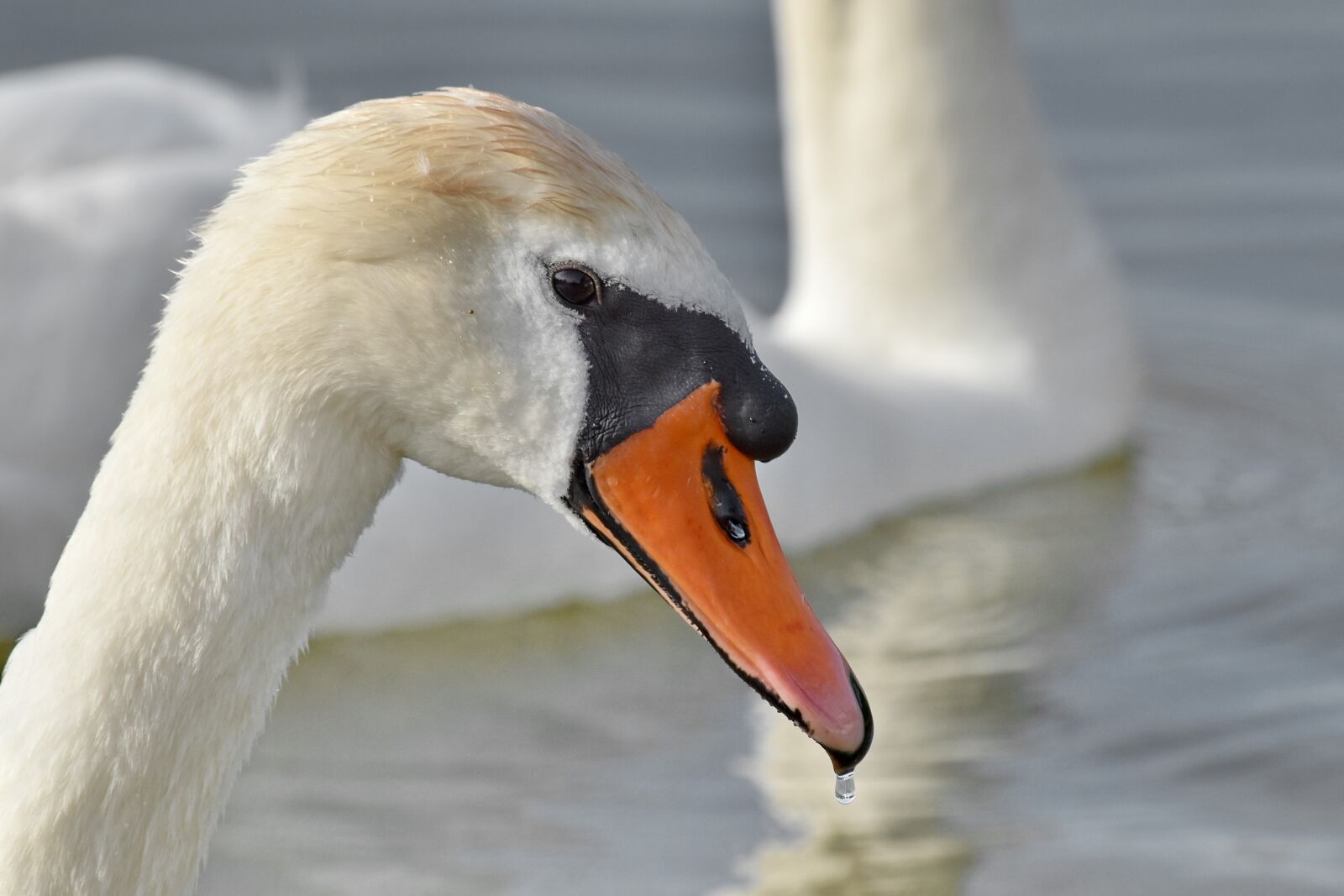Nikon D5500 sample photo. Beak, detail, head, swan photography