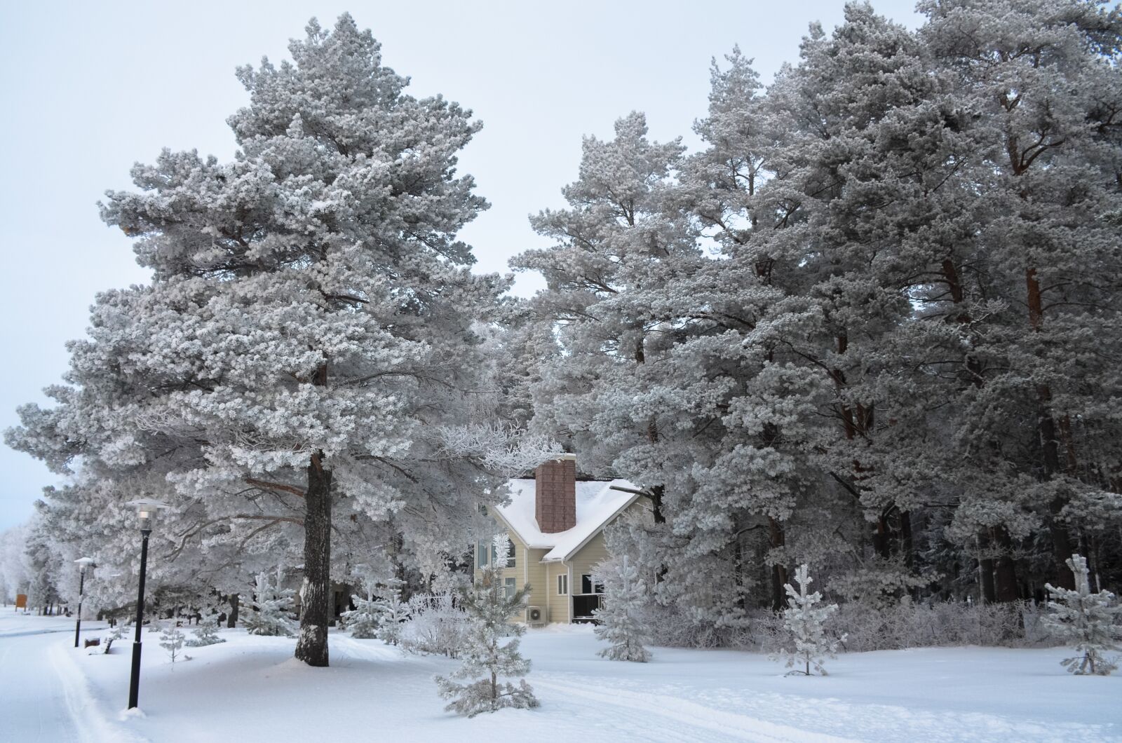 Nikon D5100 sample photo. Winter, snow, leann photography