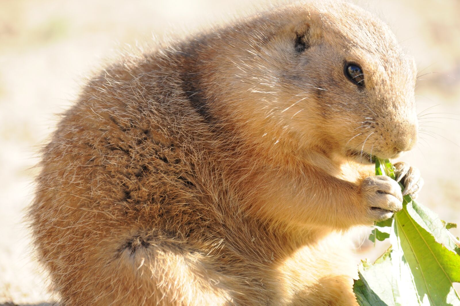 Nikon D5000 sample photo. Zoo, animals, meerkat photography
