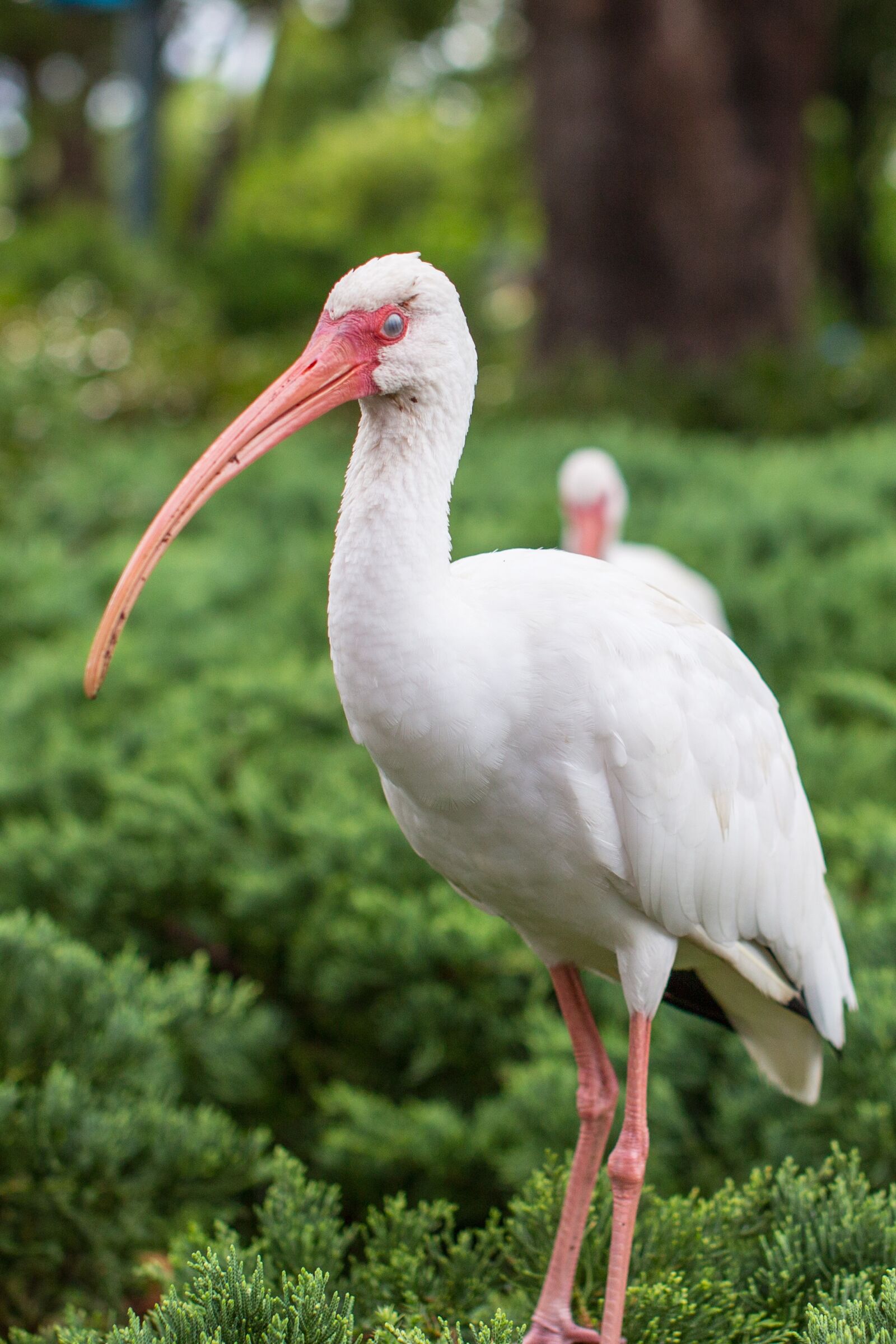 Canon EOS 5D Mark III sample photo. Bird, white, florida photography