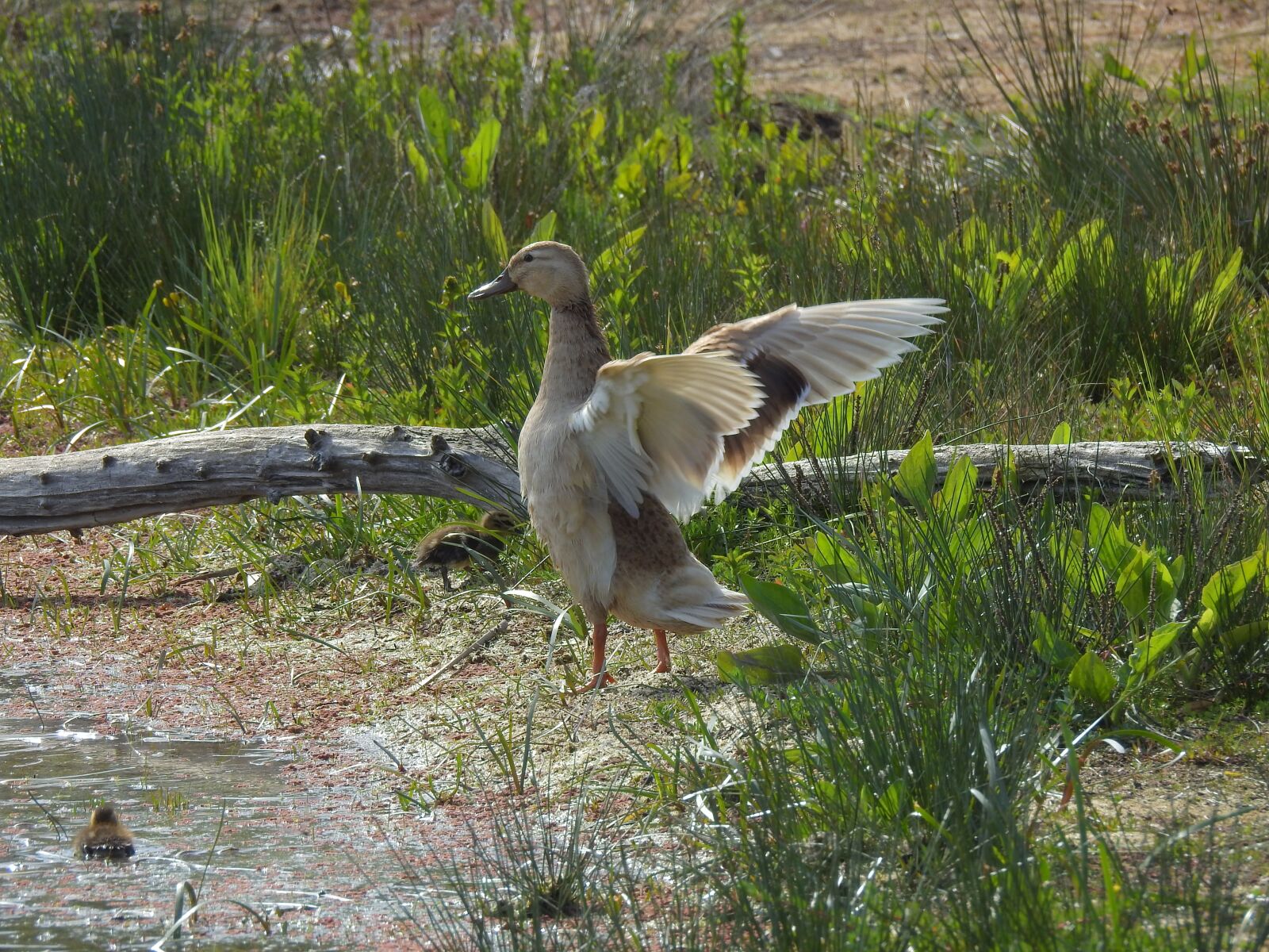 Nikon Coolpix P900 sample photo. Duck, bird, animal photography