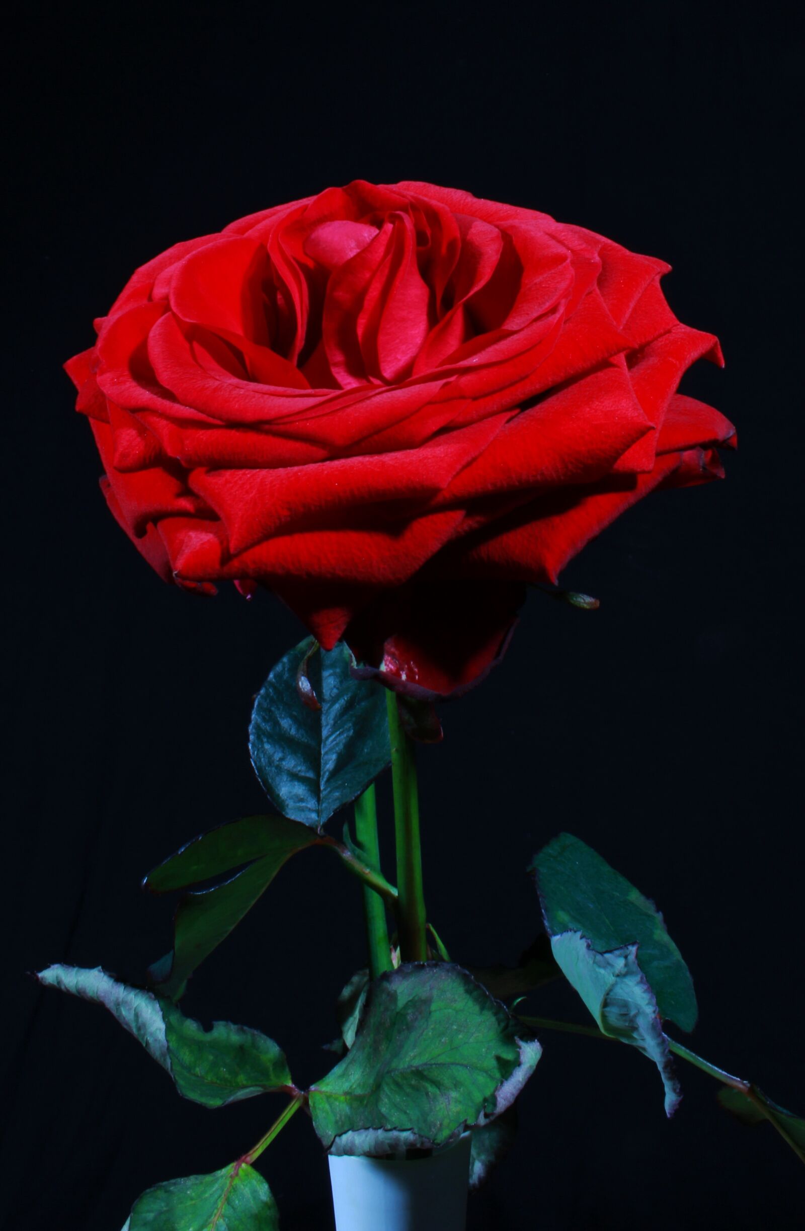 Canon EOS 60D sample photo. Flower, rose, romance photography