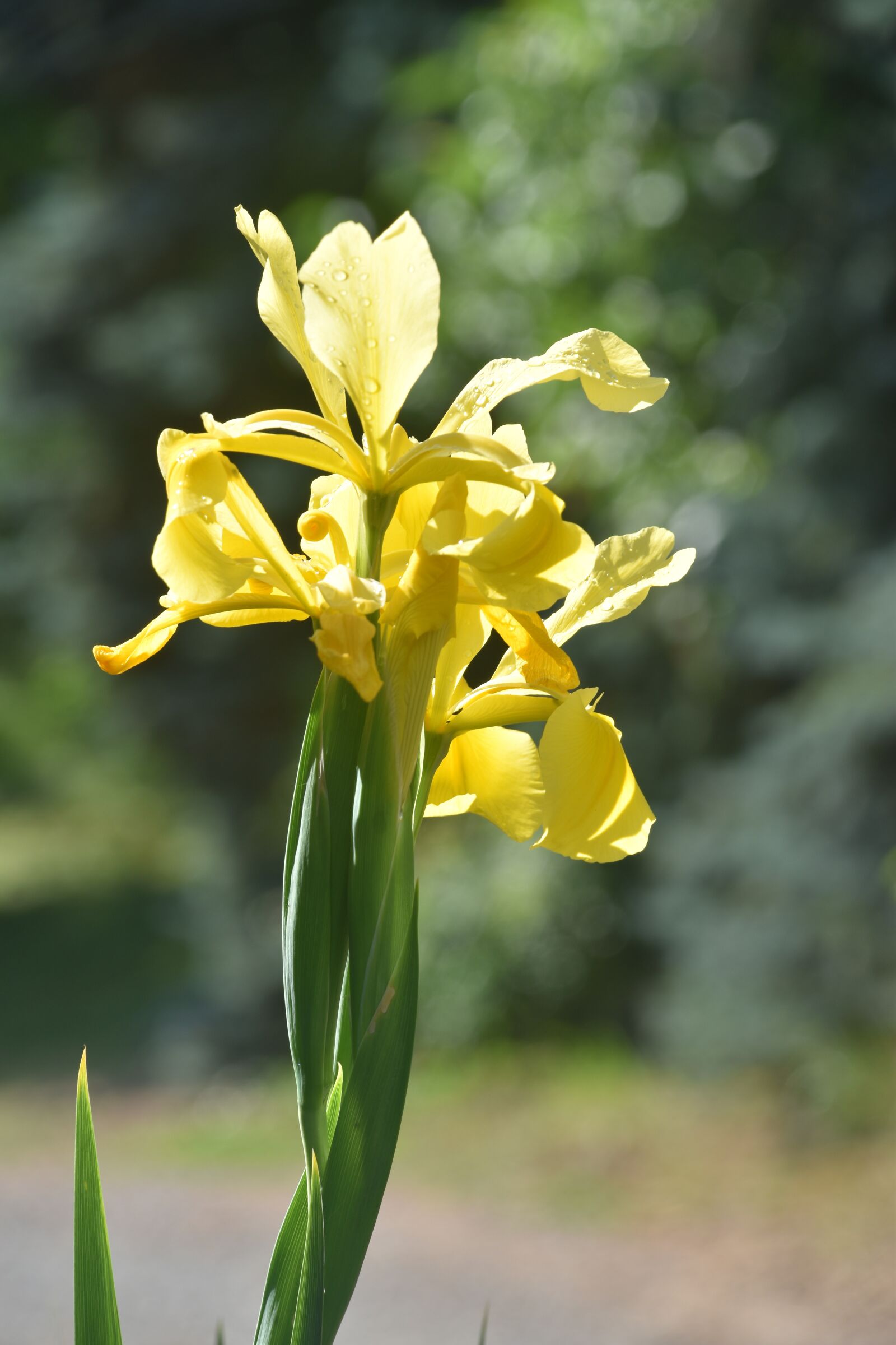 Nikon D3500 sample photo. Flower, spring, plant photography