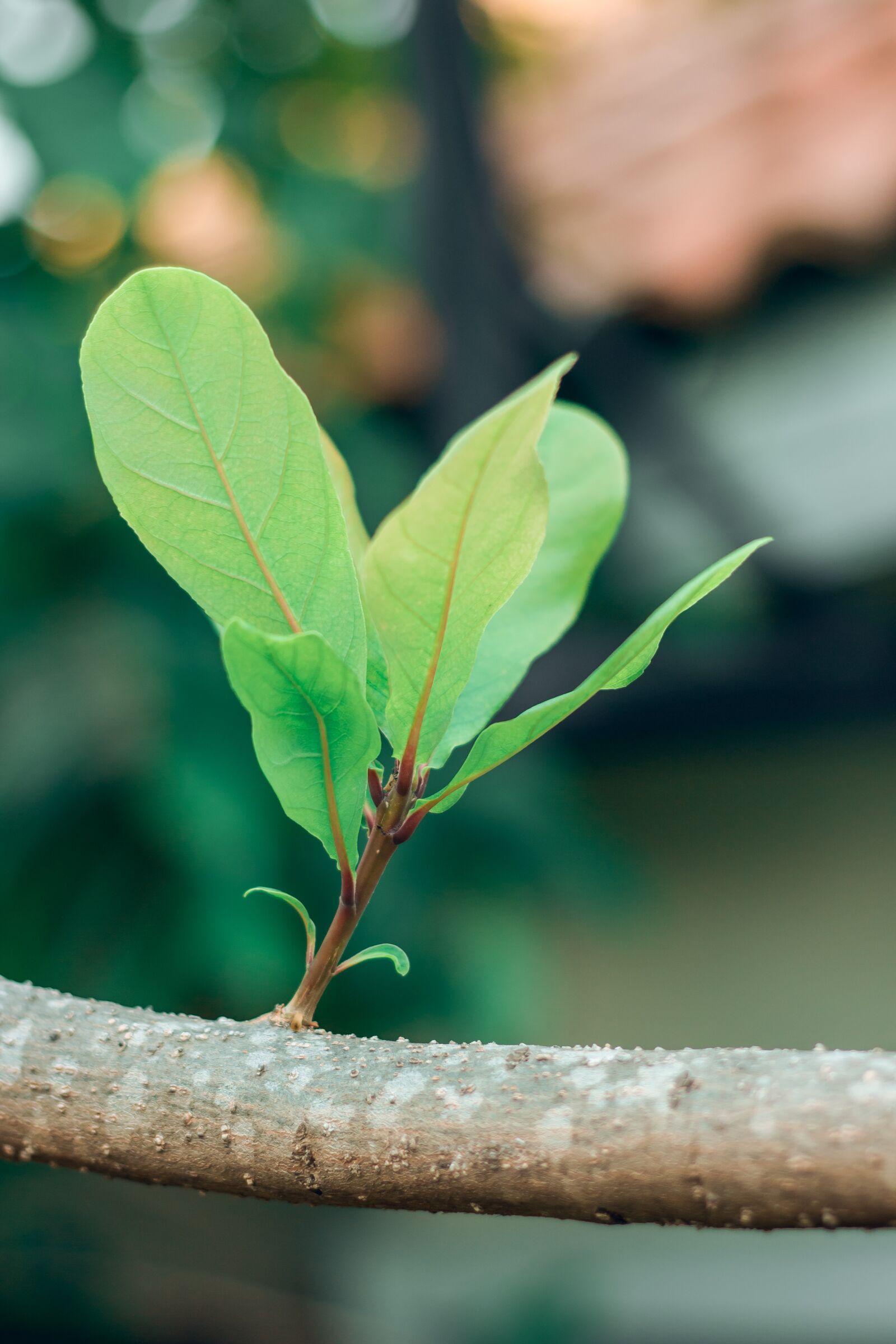 Canon EOS 700D (EOS Rebel T5i / EOS Kiss X7i) + Canon EF 50mm F1.8 STM sample photo. Cho, twigs, plant science photography