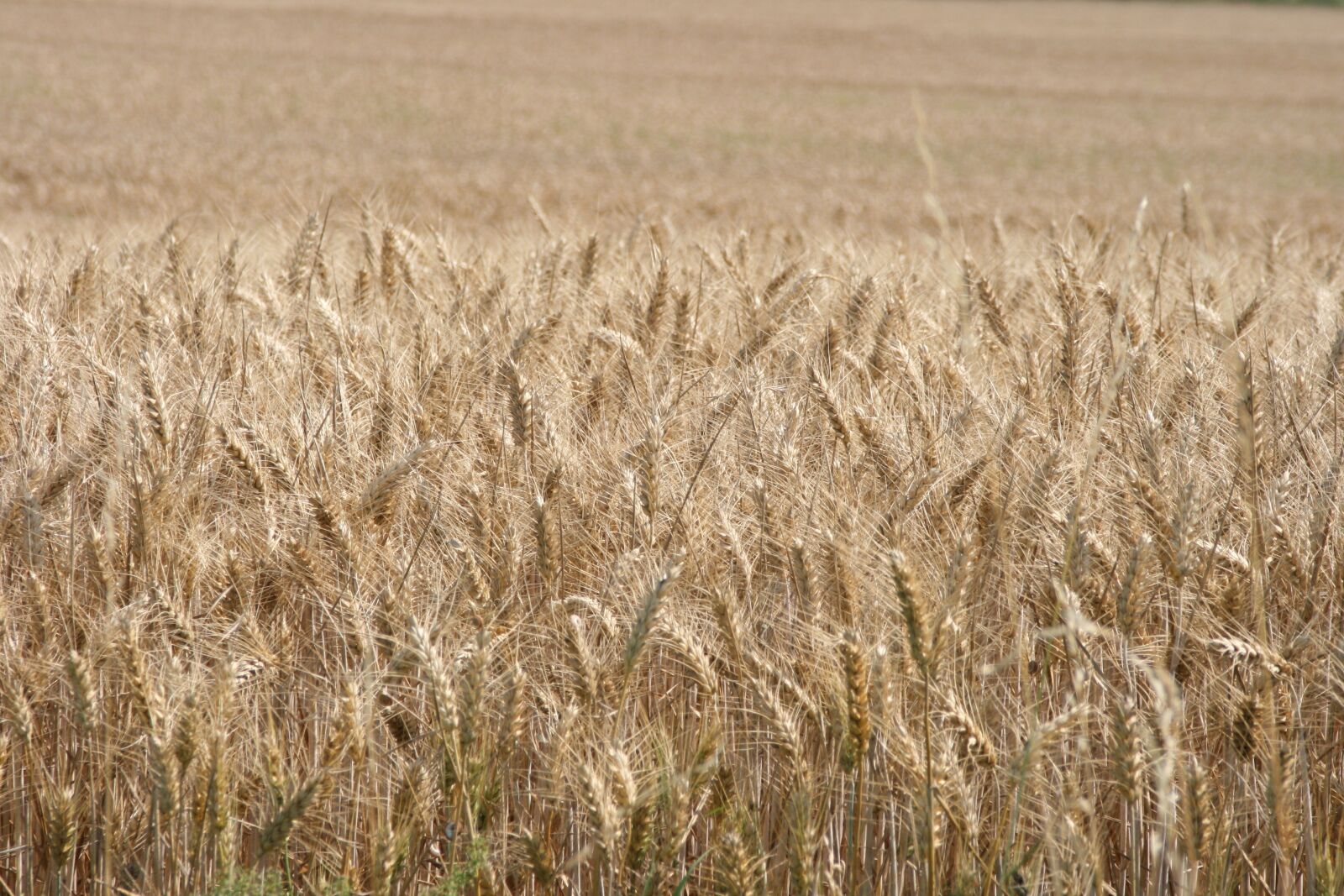 Canon EOS 400D (EOS Digital Rebel XTi / EOS Kiss Digital X) sample photo. Wheat, cereals, field photography