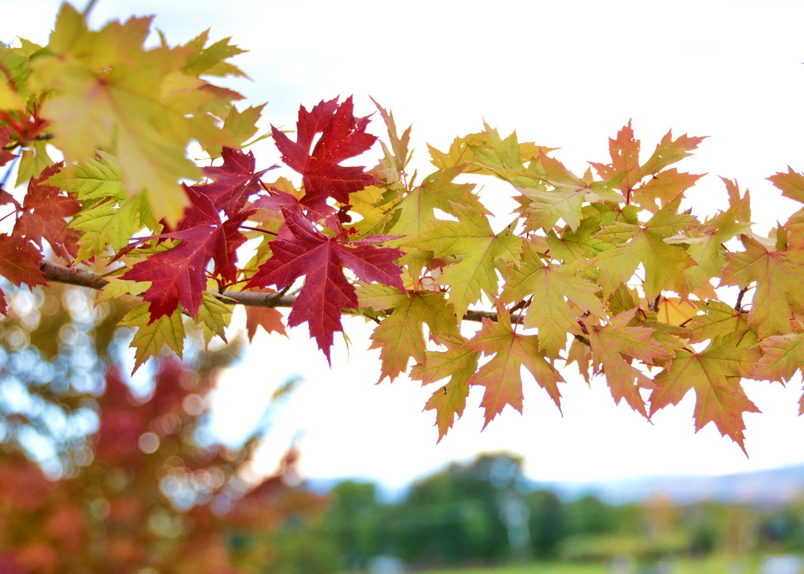 Nikon D7100 sample photo. Fall, autumn, leaves photography