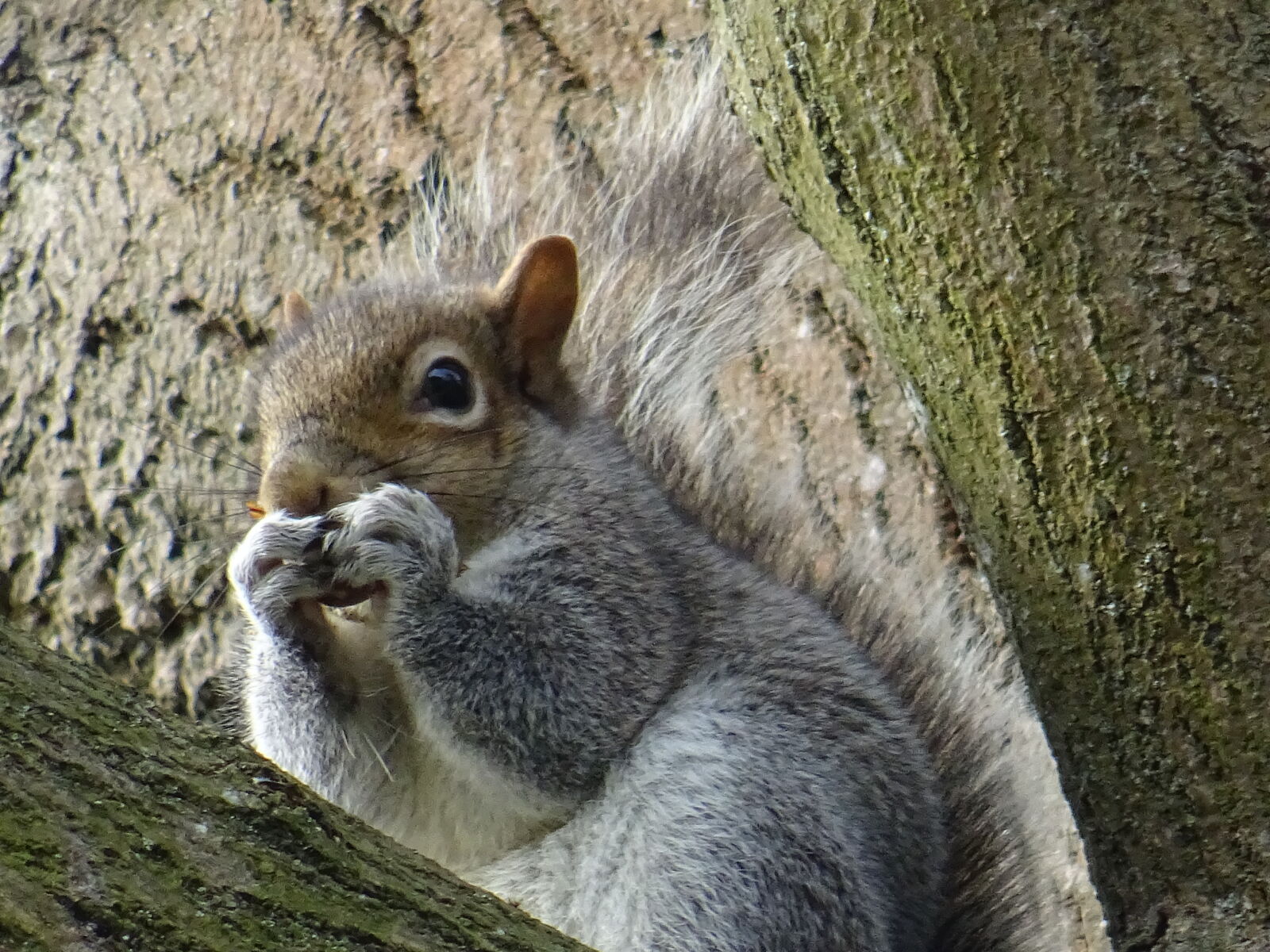 Sony DSC-HX60 sample photo. Animal, cute, daylight, eating photography