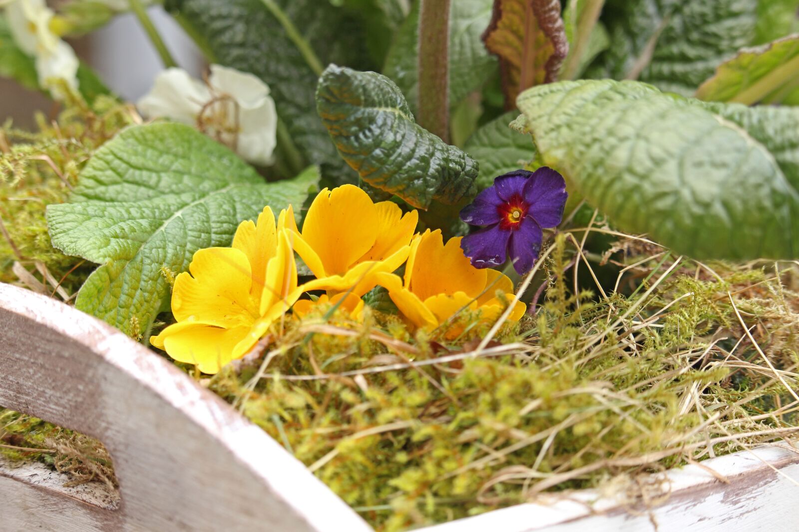 Canon EF-S 55-250mm F4-5.6 IS STM sample photo. Primrose, spring, moss photography