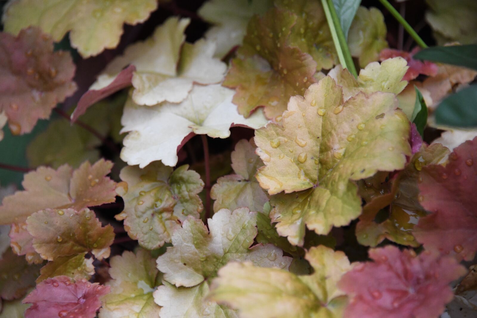 Nikon D850 sample photo. Coralbell, leaf, rain photography