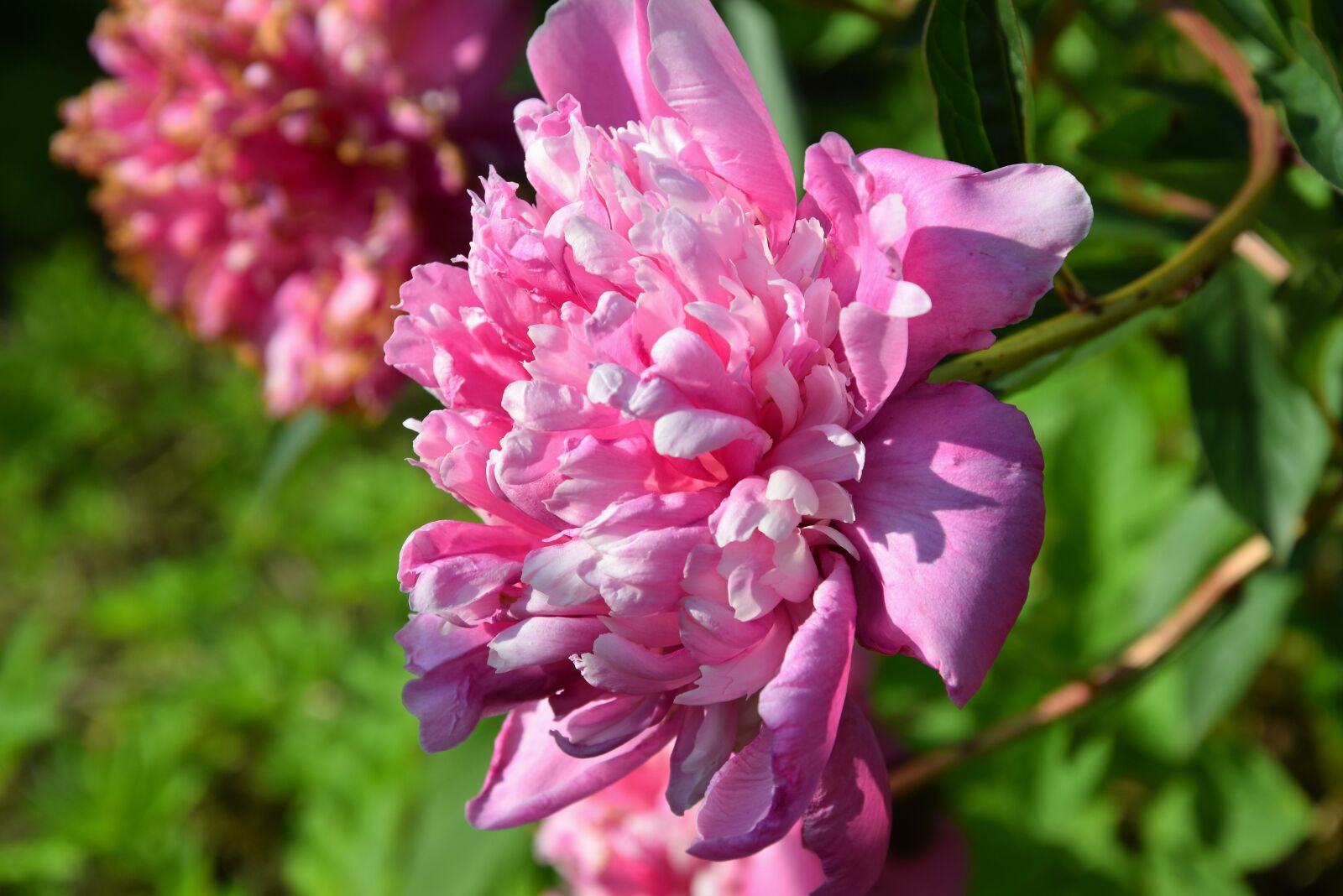 Nikon D5300 sample photo. Peony, pink, flower photography