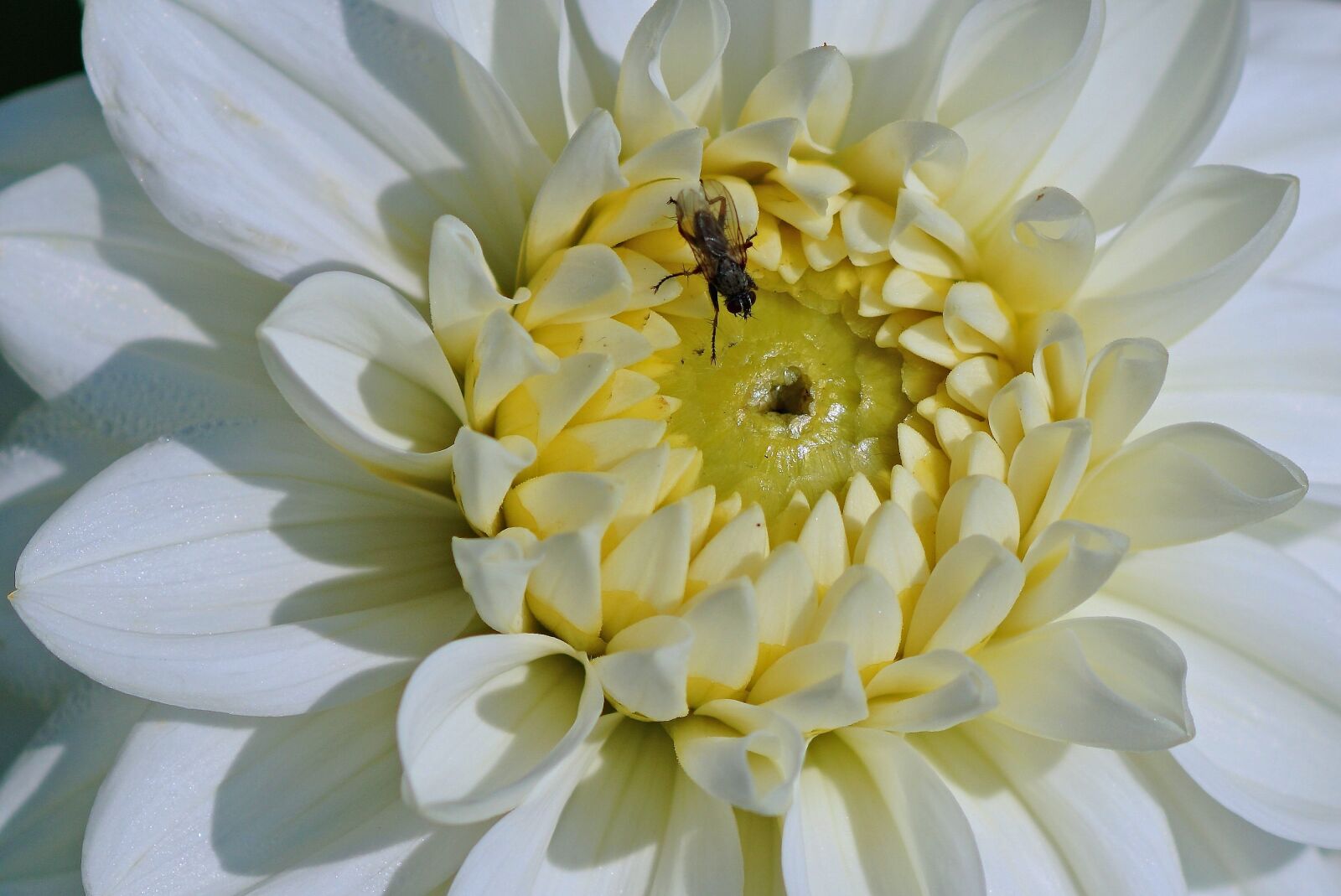 Sony ILCA-77M2 + Tamron SP AF 90mm F2.8 Di Macro sample photo. Dahlia, white, flower photography