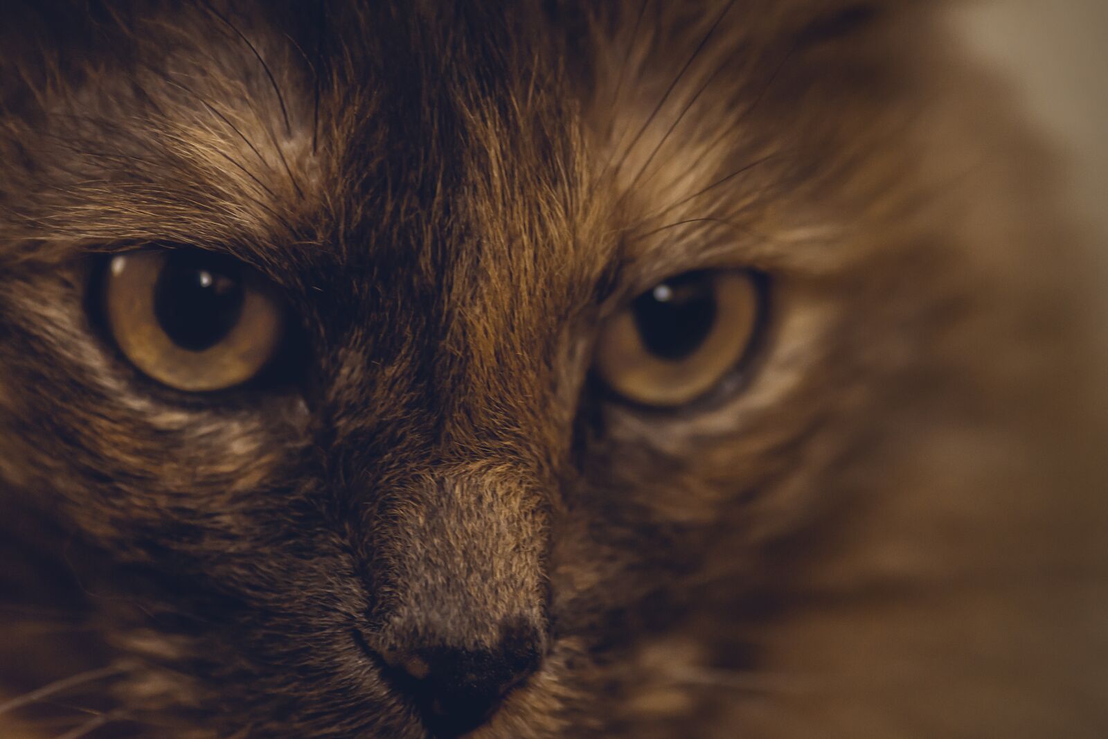 Nikon D500 sample photo. Cats, animals, cat photography