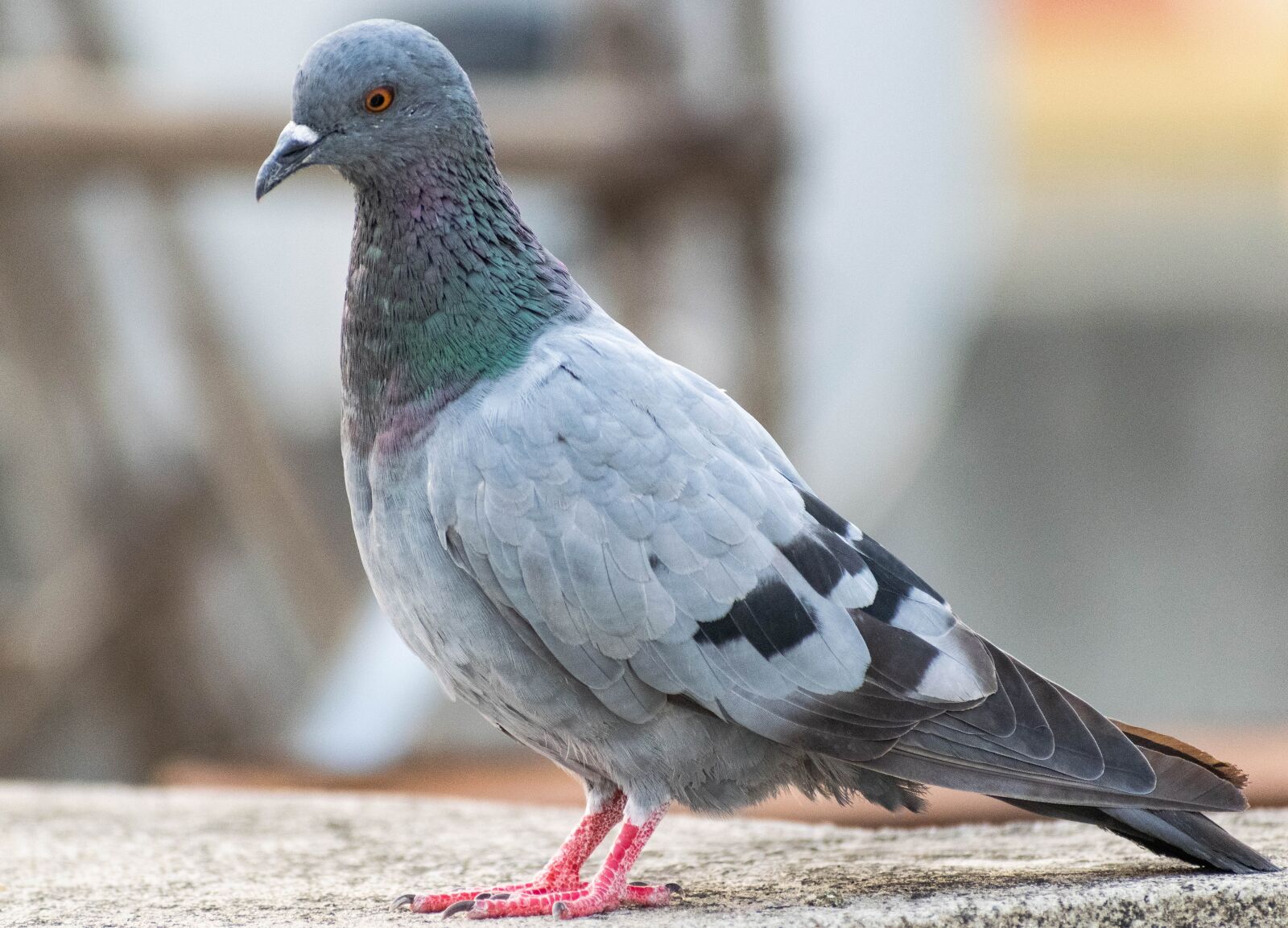 Nikon D3300 sample photo. Pigeon, bird, dove photography