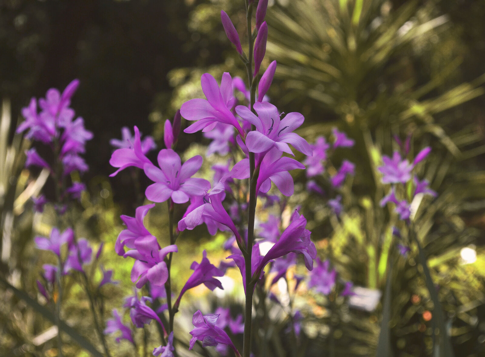 Nikon D3100 sample photo. Blossom, botanical, garden, flower photography