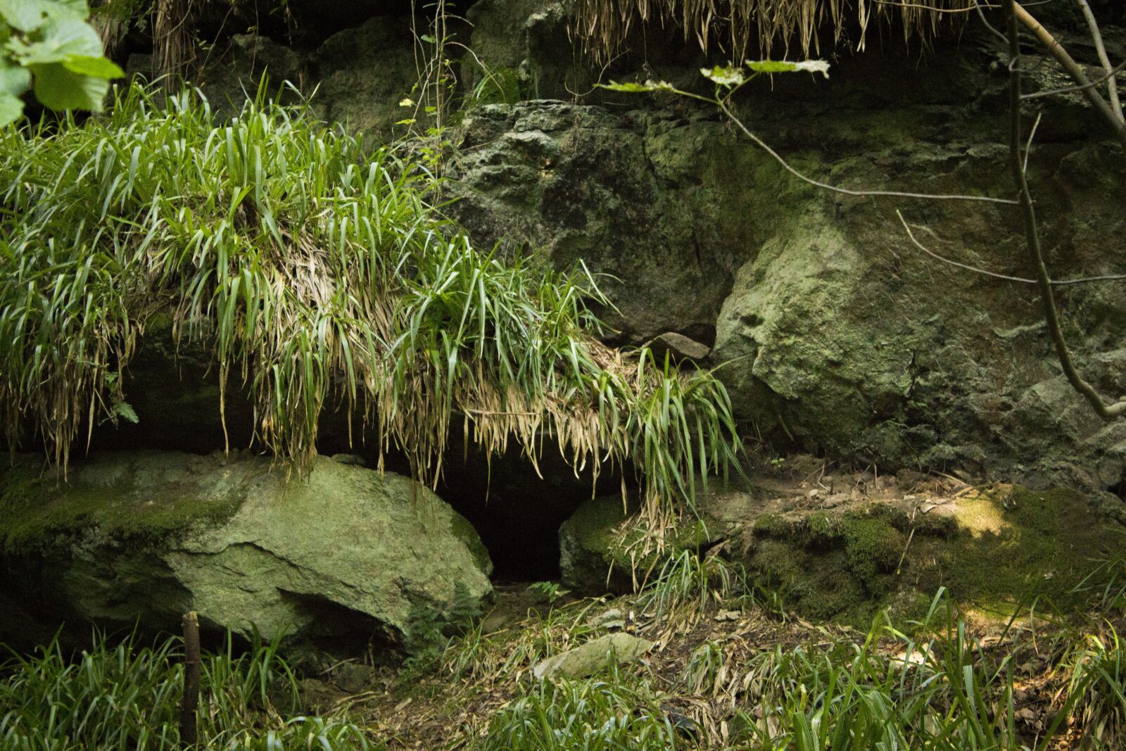 Canon EOS 650D (EOS Rebel T4i / EOS Kiss X6i) sample photo. Moos, rocks, ferns photography