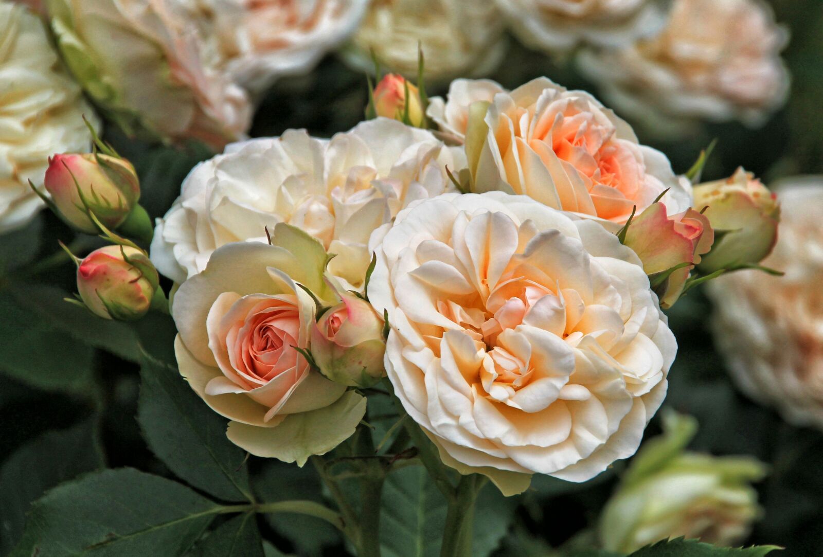 Canon EOS 1100D (EOS Rebel T3 / EOS Kiss X50) sample photo. Roses, flowers, pink rose photography