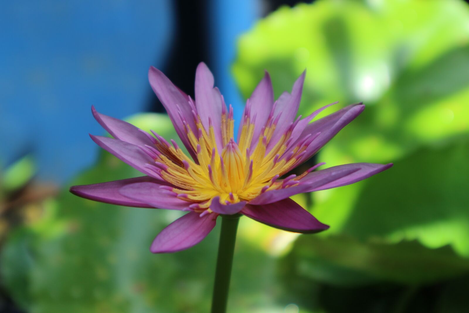 Canon EOS M10 sample photo. Lotus, purple, purple lotus photography