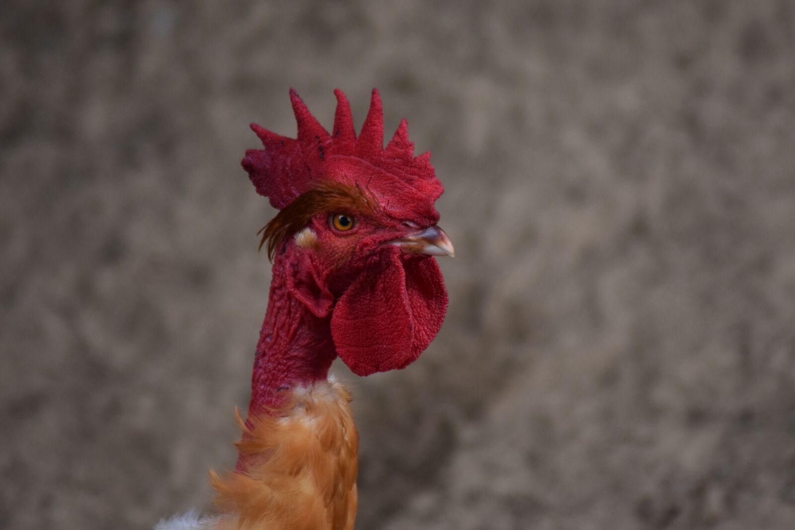 Nikon D5300 sample photo. Cock, hen, gite in photography