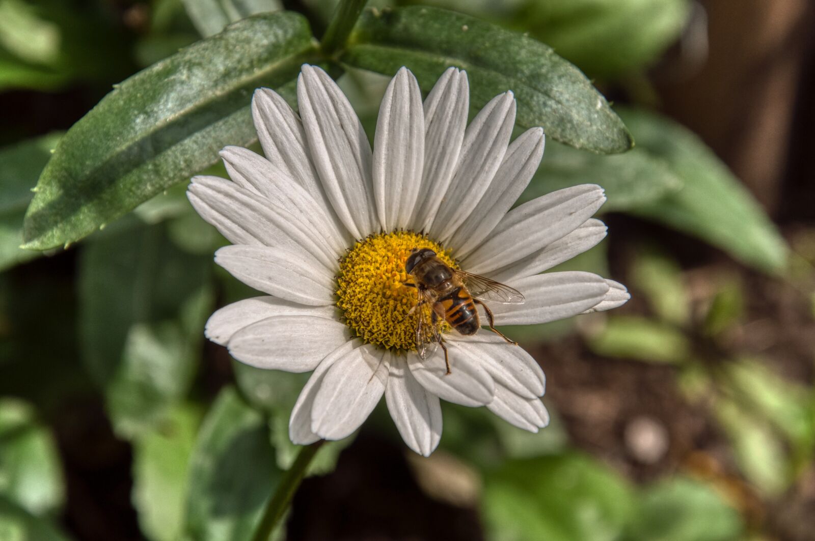 Nikon D5000 sample photo. Marguerite, flower, blossom photography