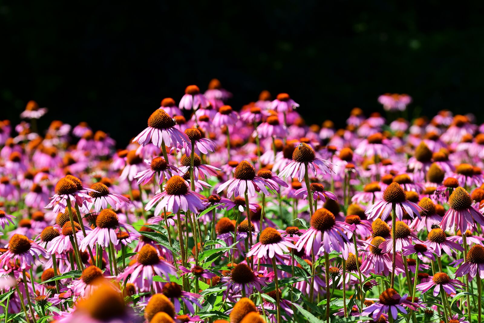 Nikon D3300 sample photo. Echinacea, summer, field photography