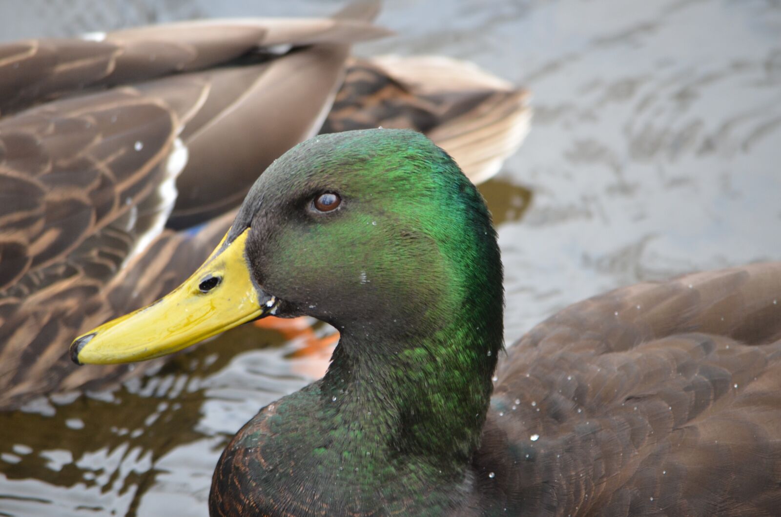 Nikon D7000 sample photo. Duck, mallard, green photography