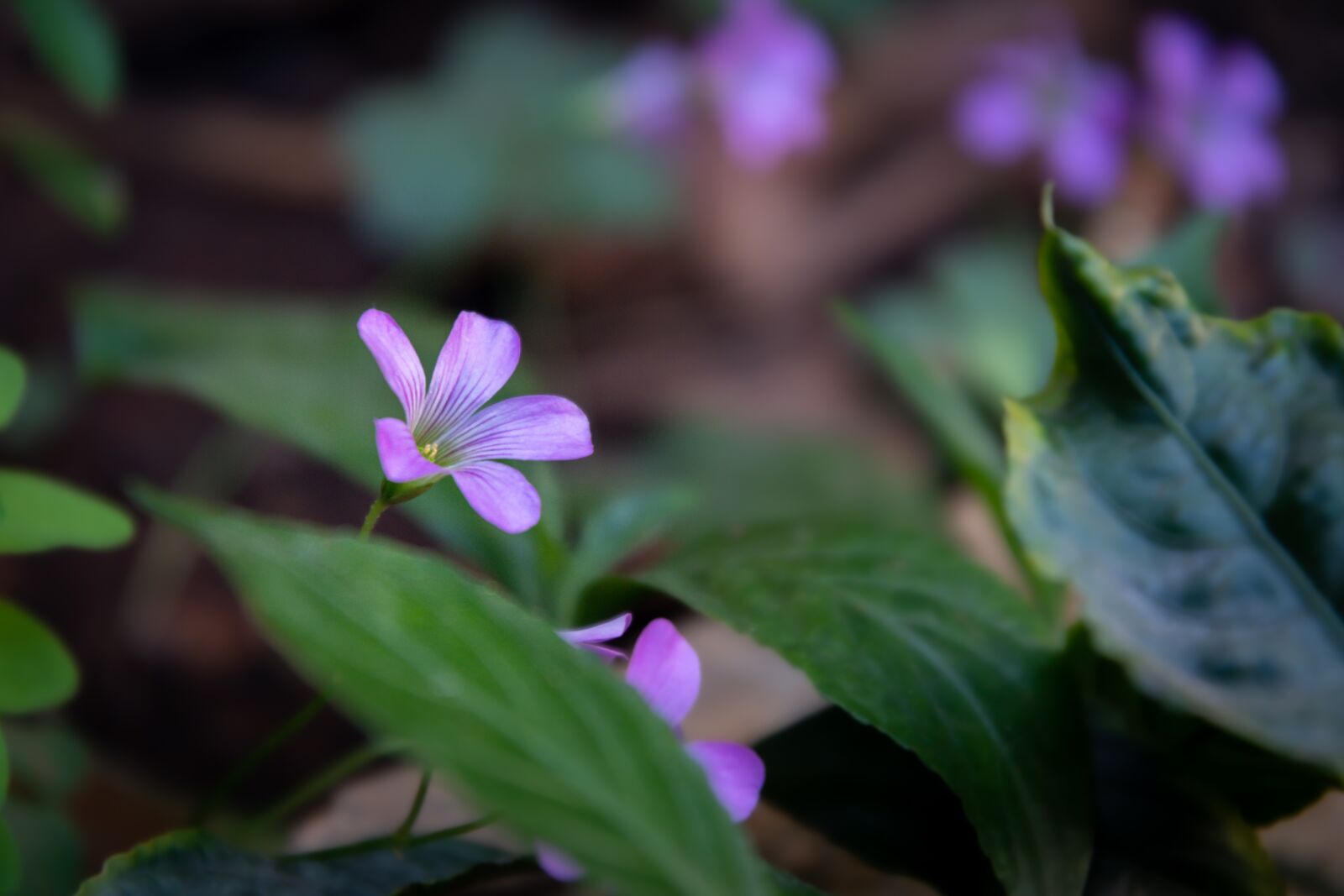 Nikon D500 sample photo. Flower, pink, nature photography