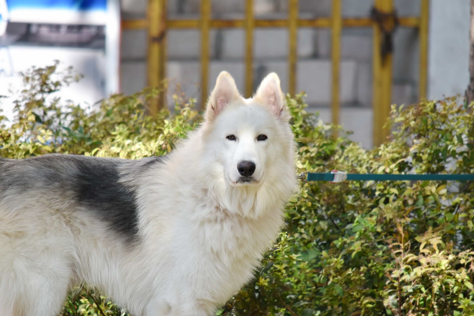 Nikon D5500 sample photo. Husky, sled dog, pet photography