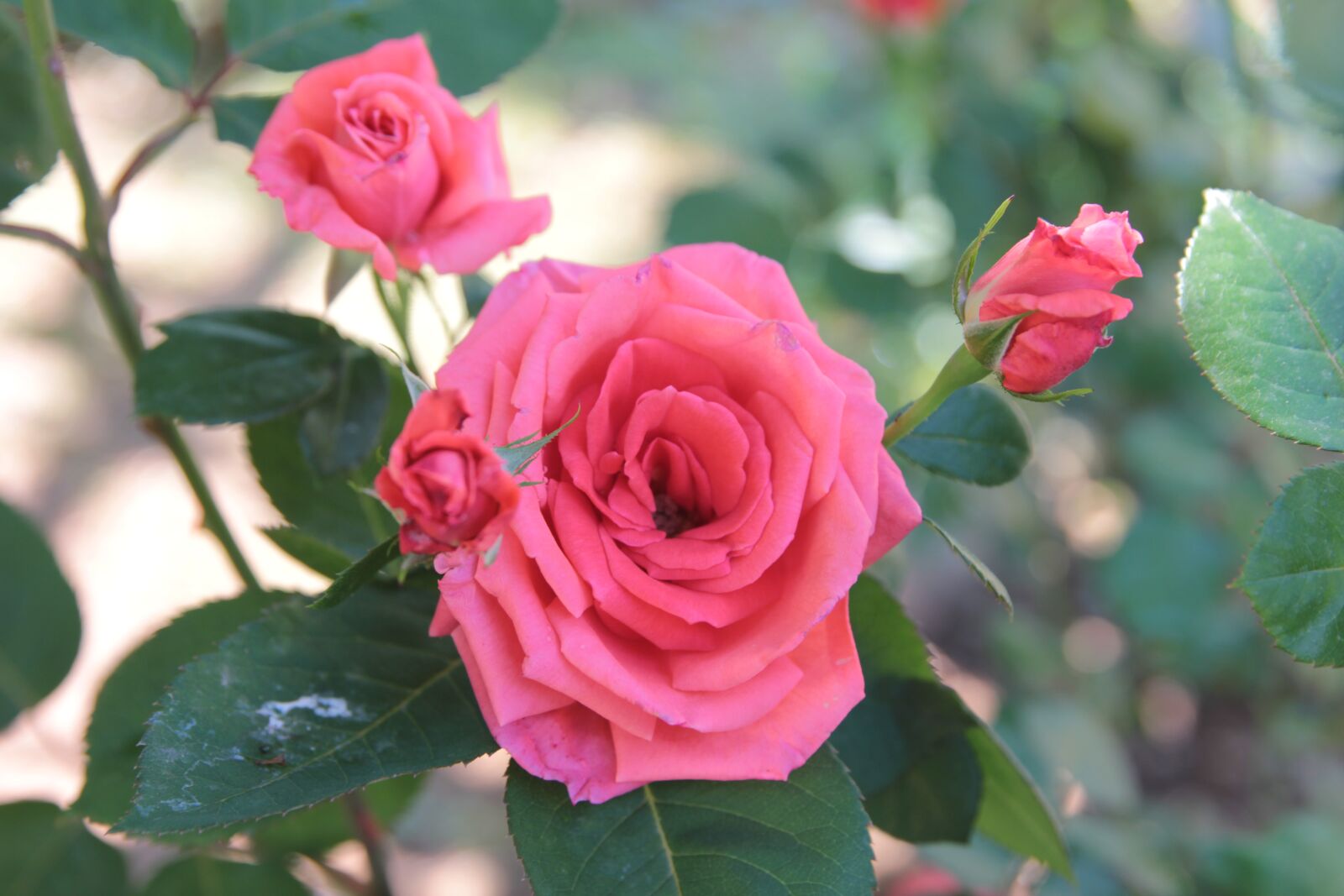 Canon EOS 550D (EOS Rebel T2i / EOS Kiss X4) sample photo. Rose, roses, flower photography