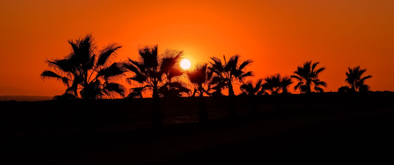 Nikon D3300 sample photo. Palm trees, path, sun photography