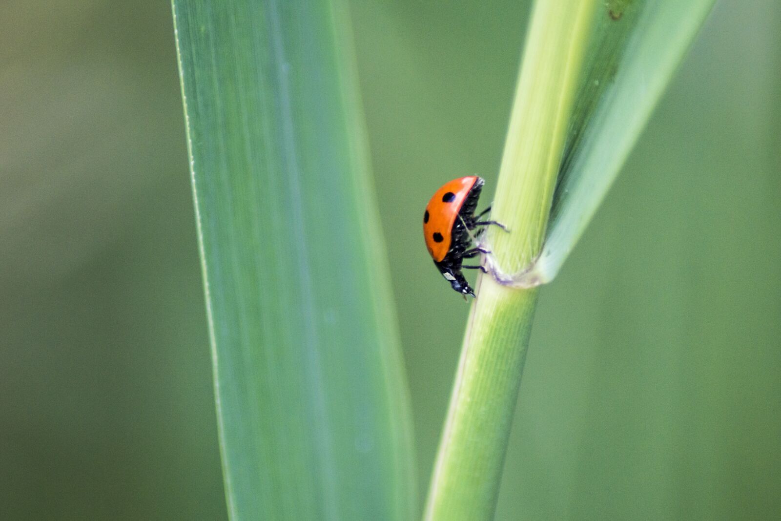 Nikon D3200 sample photo. Ladybird, ladybug, insect photography