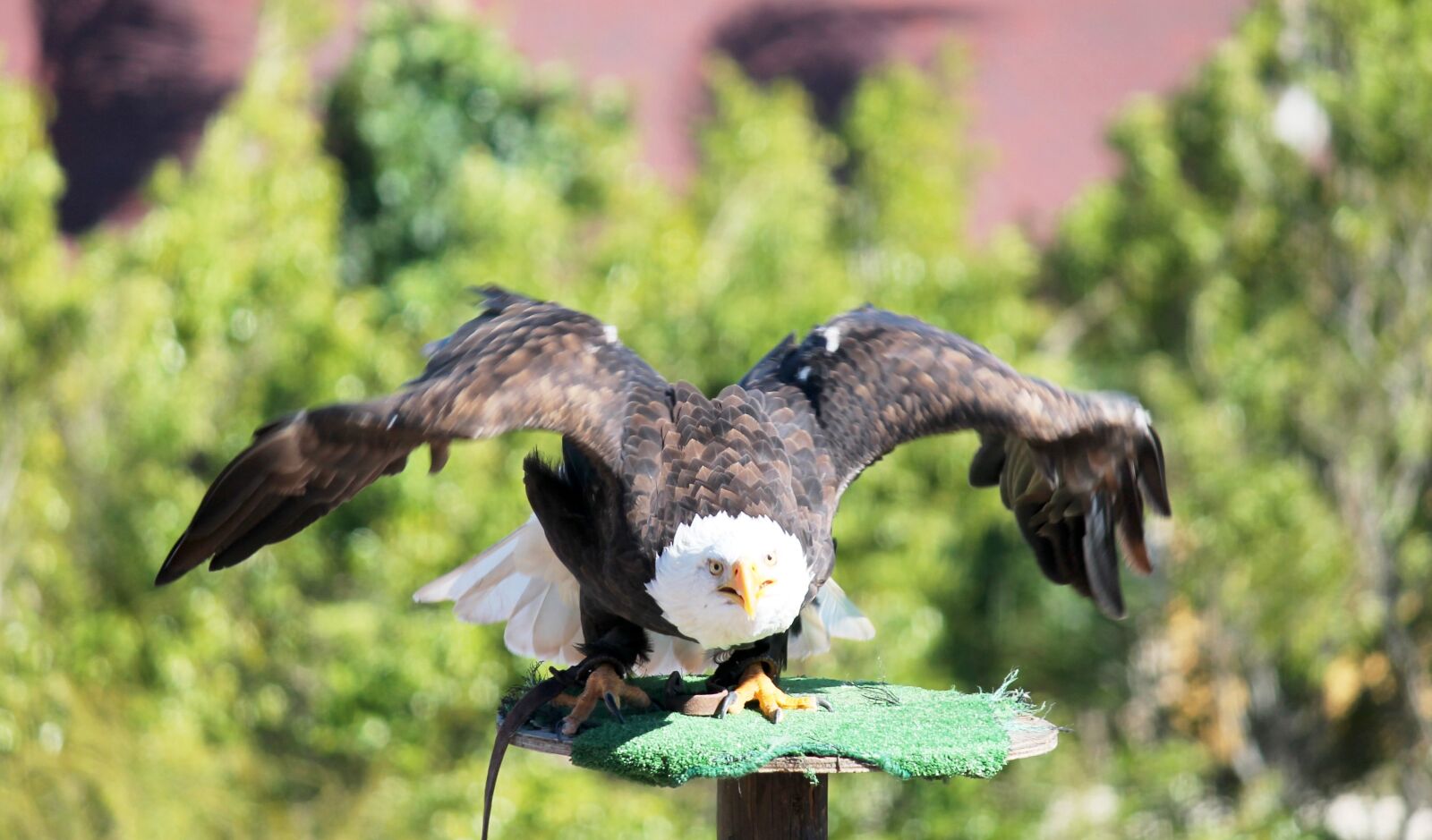 Canon EF-S 55-250mm F4-5.6 IS II sample photo. Ave, bird of prey photography