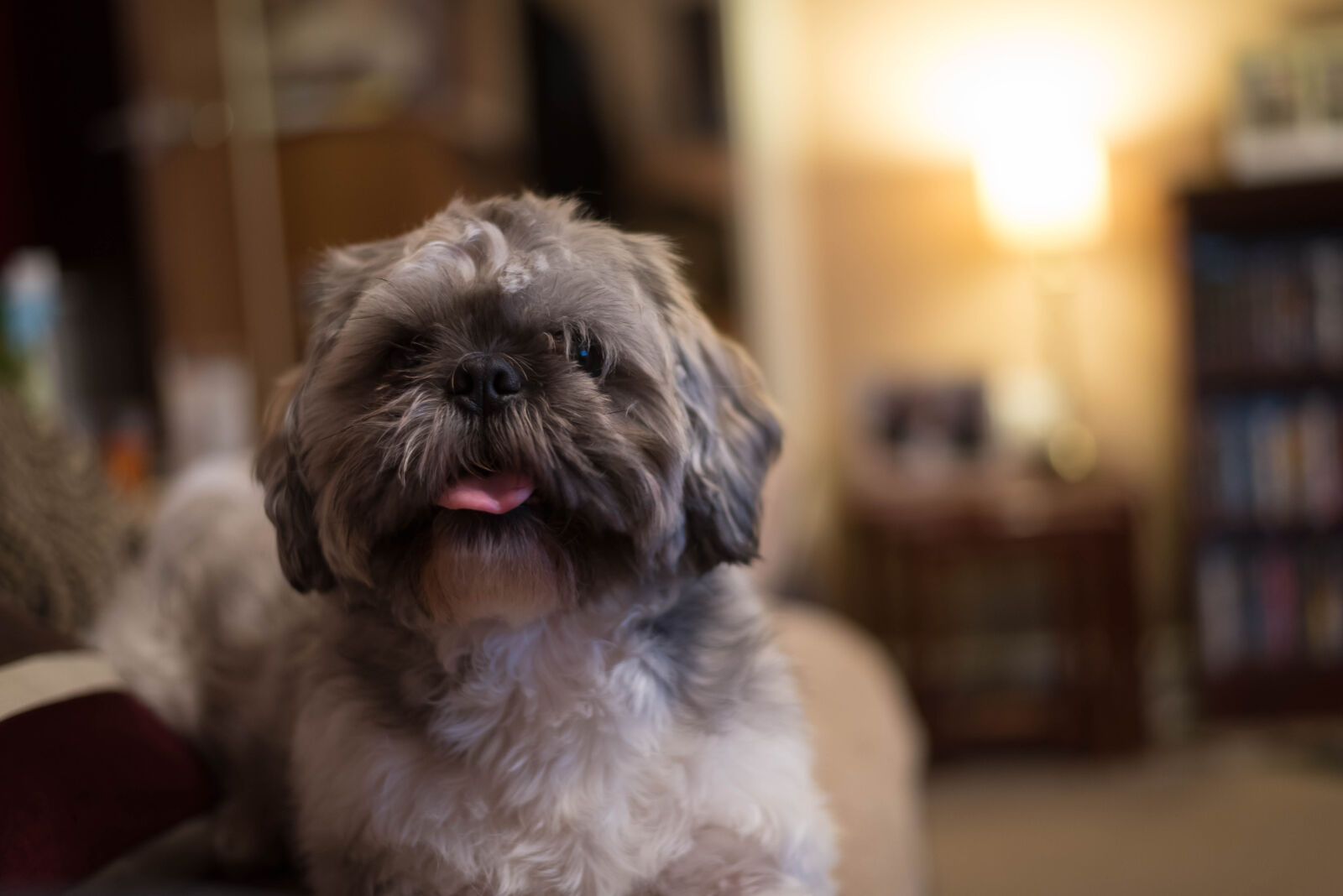 Nikon D750 + Nikon AF-S Nikkor 50mm F1.8G sample photo. Adorable, animal, blur, bookshelves photography