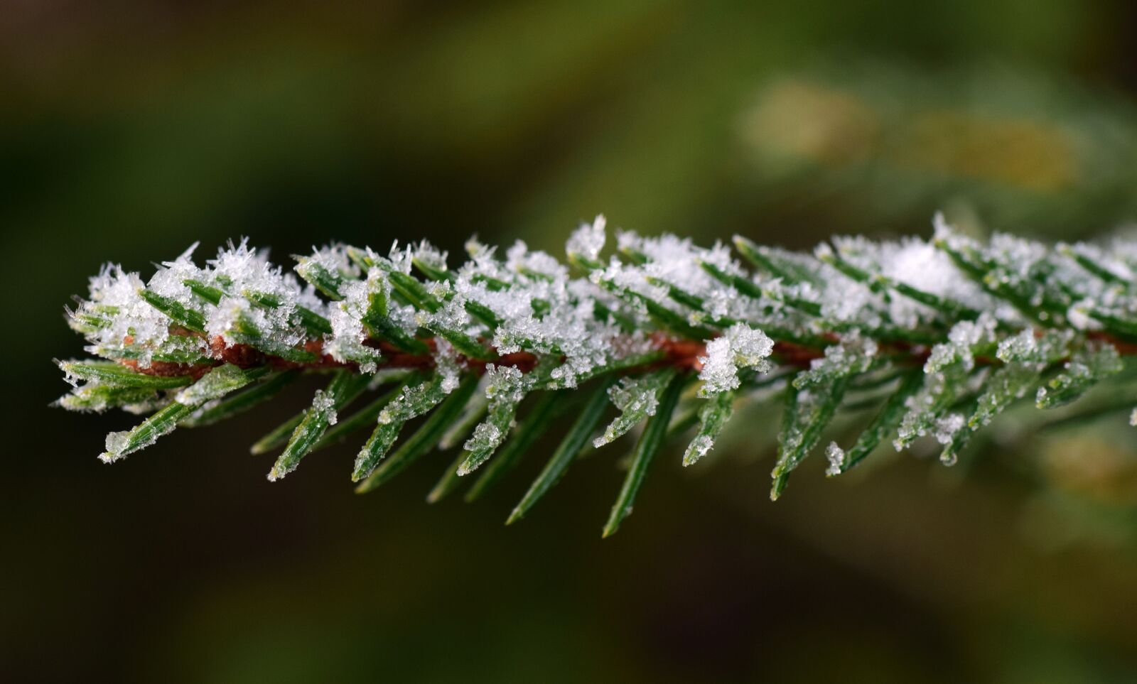 Nikon D3300 sample photo. Branch, tannenzweig, green photography