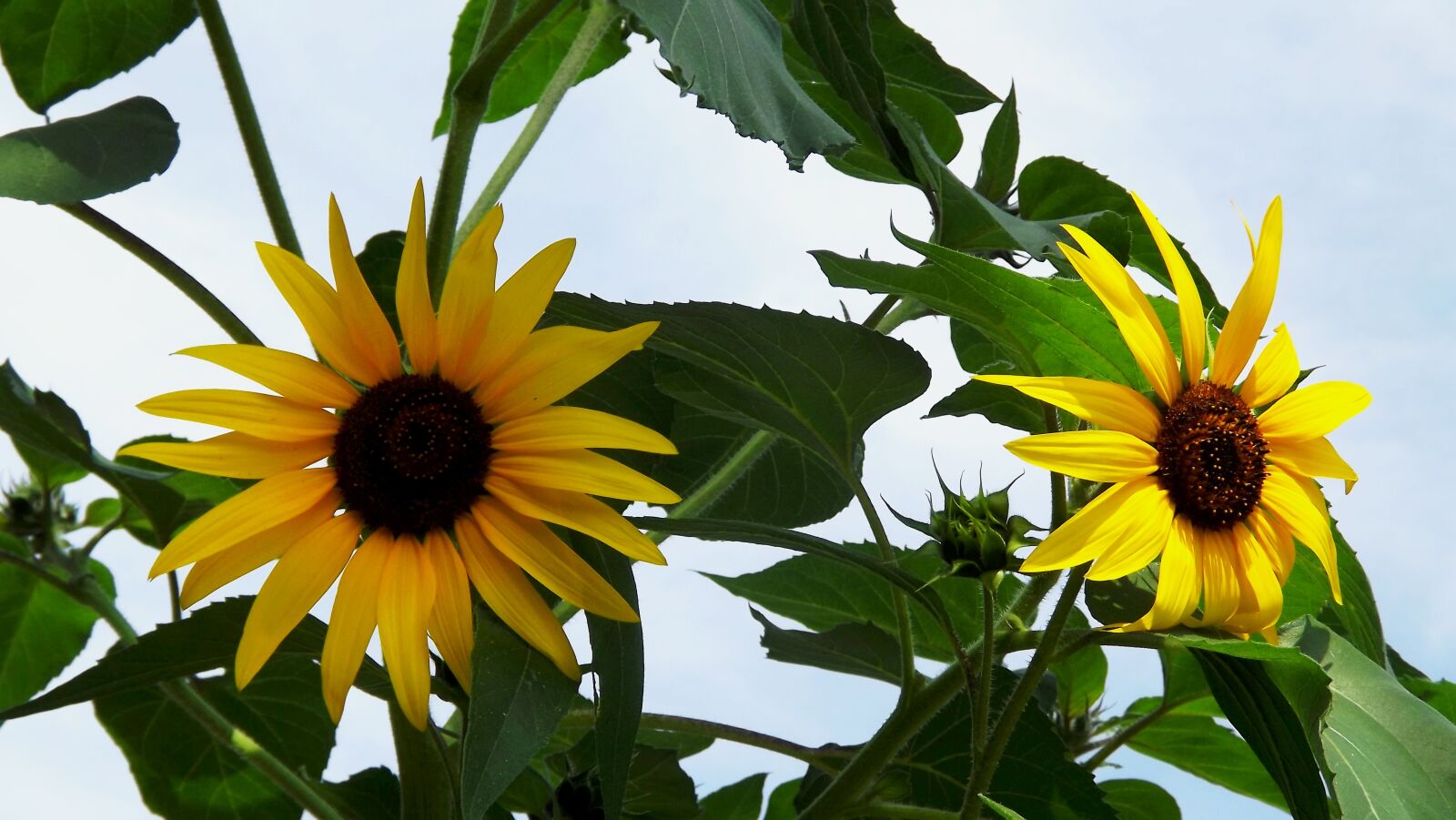 Fujifilm FinePix S3400 sample photo. Flowers, sunflowers, summer photography