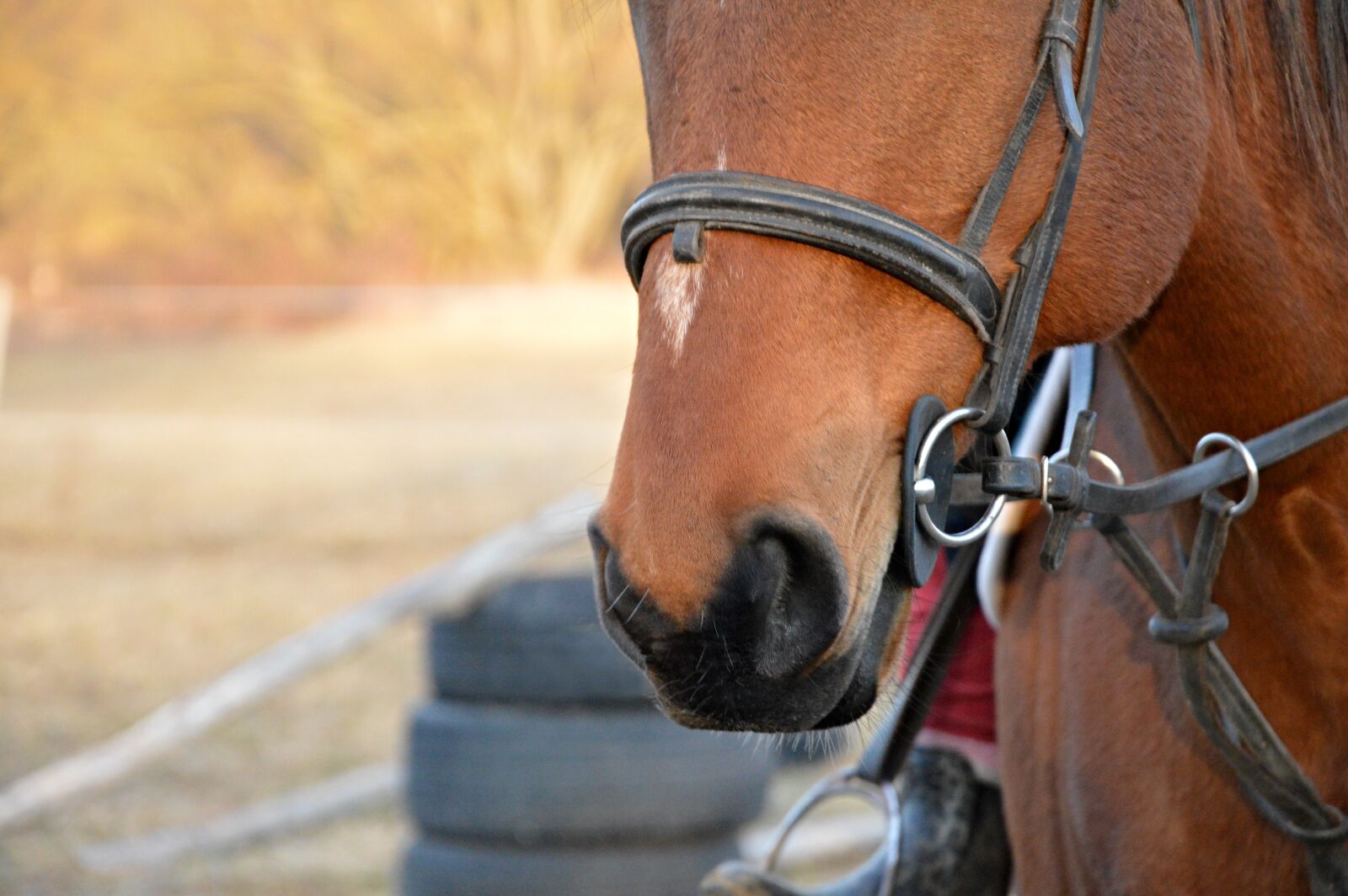 Nikon D3200 sample photo. Horse, mouth, horse mouth photography