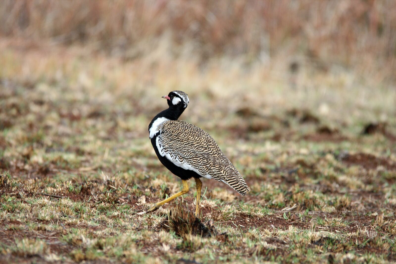 Canon EOS 400D (EOS Digital Rebel XTi / EOS Kiss Digital X) sample photo. Southern black korhaan, bird photography