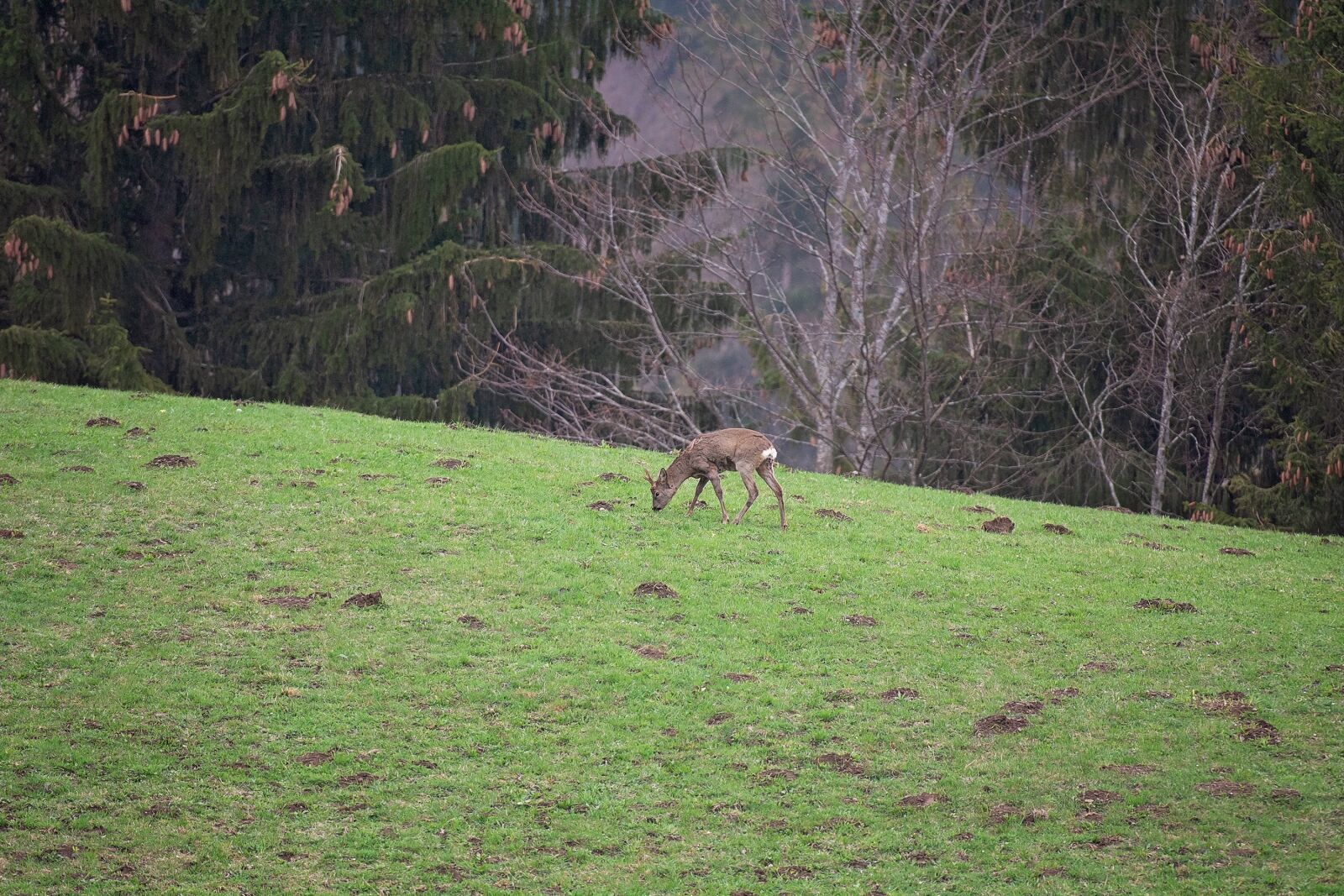 Nikon D7100 sample photo. Roe deer, wild, red photography