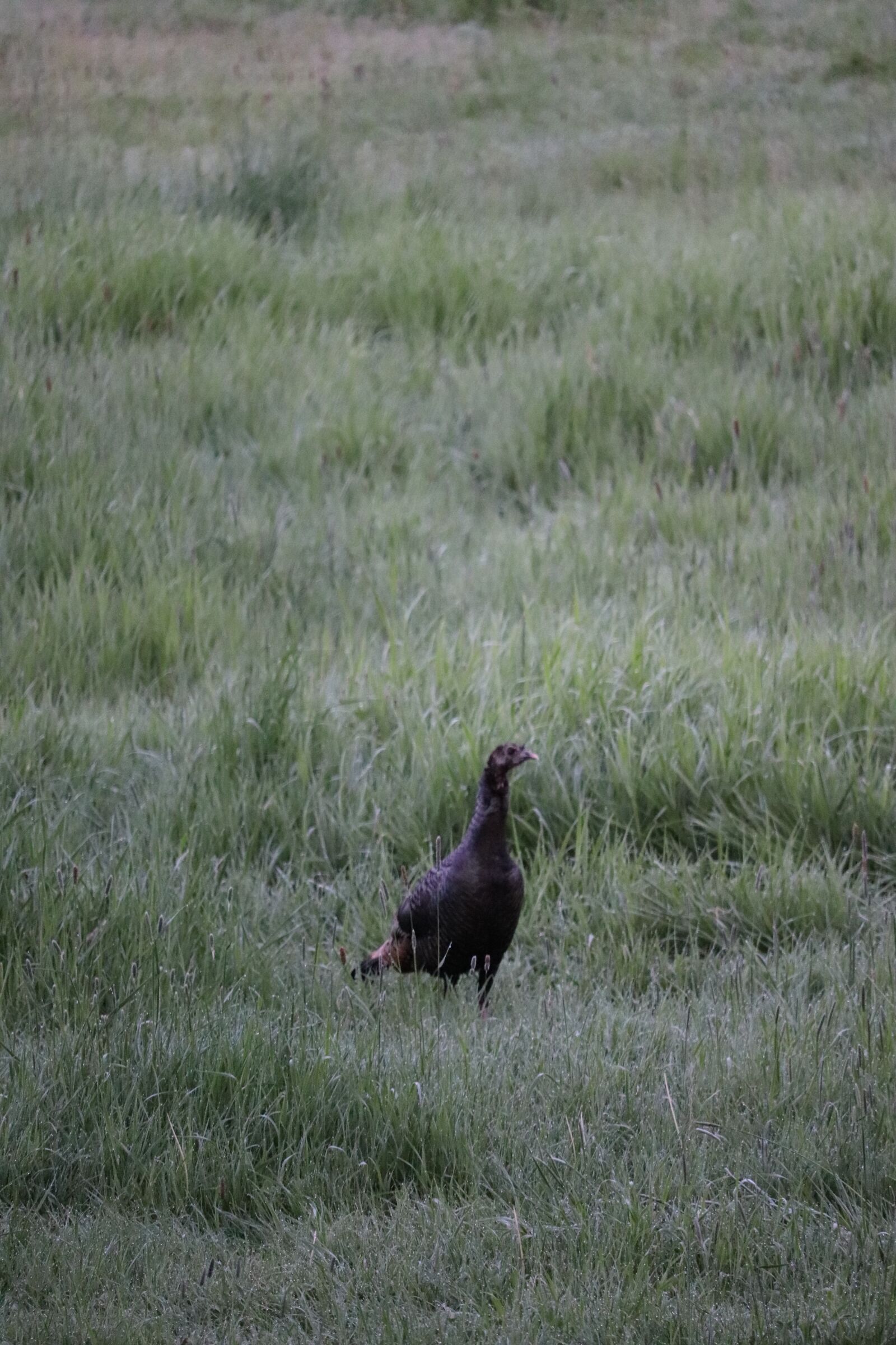 Canon EOS 200D (EOS Rebel SL2 / EOS Kiss X9) sample photo. Turkey, wild, animal photography