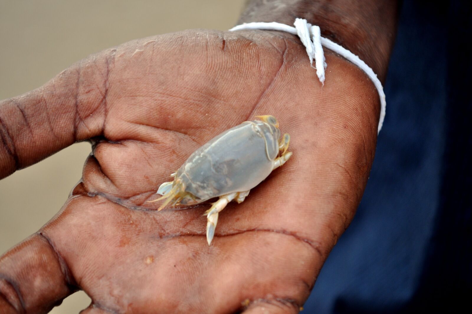 Nikon D5000 sample photo. The hand, sri lanka photography
