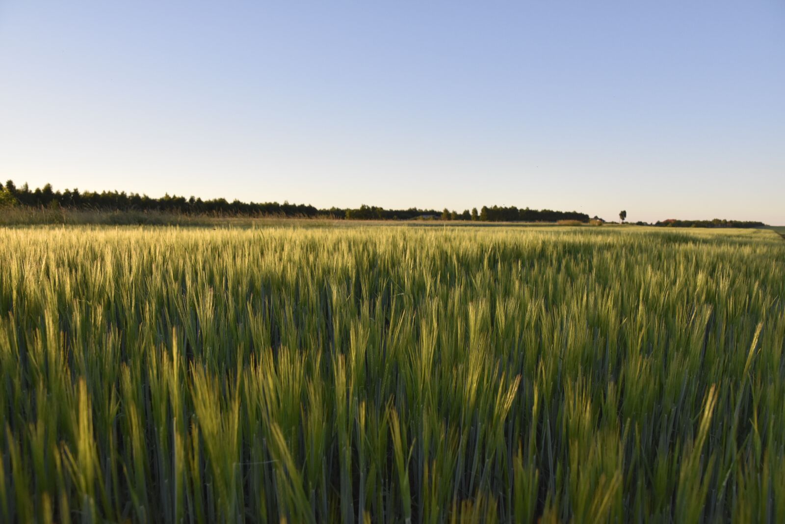 Nikon D7200 sample photo. Fields, landscape, nature photography