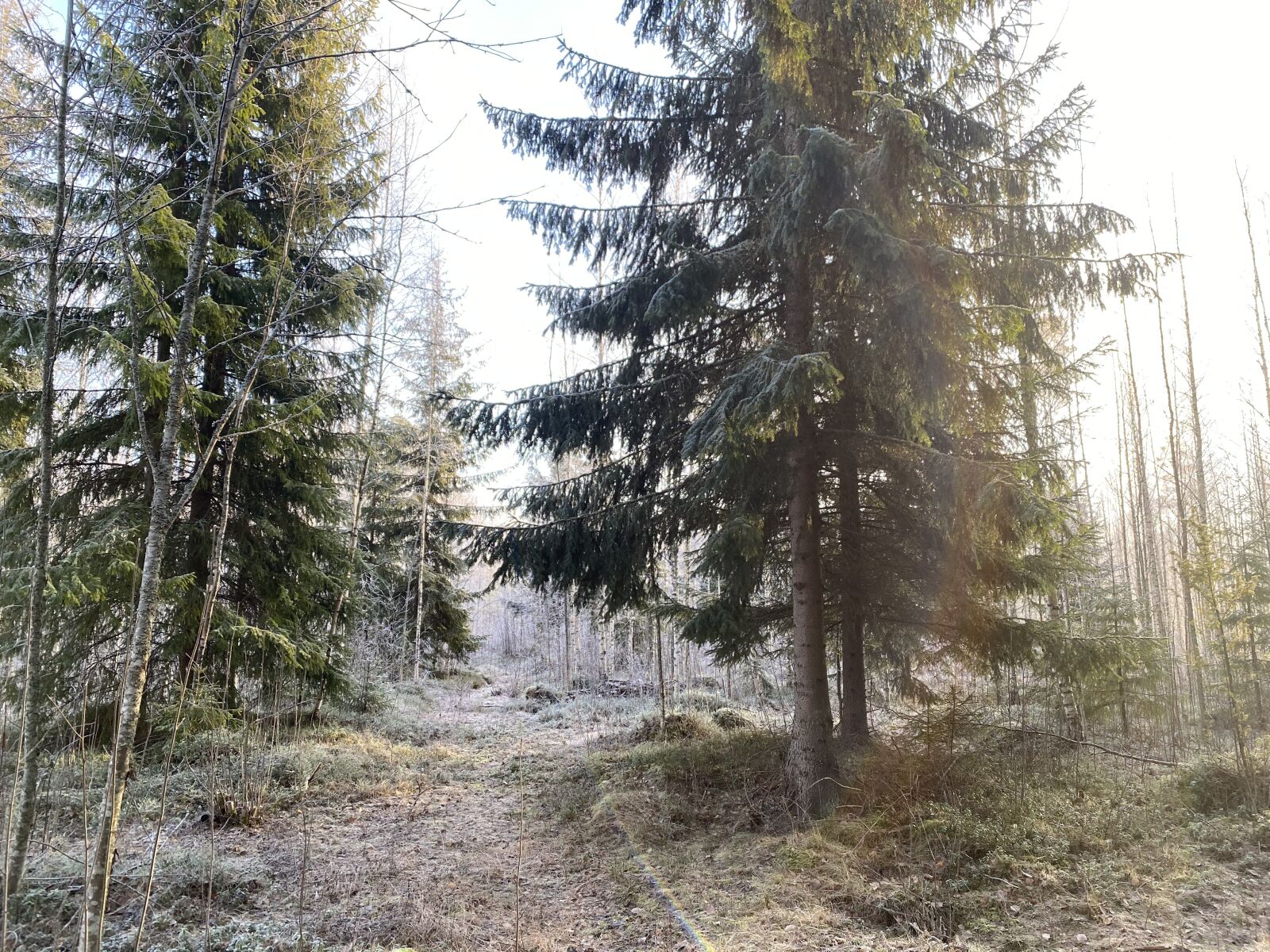 iPhone 11 Pro back triple camera 4.25mm f/1.8 sample photo. Woods, nature, forest photography