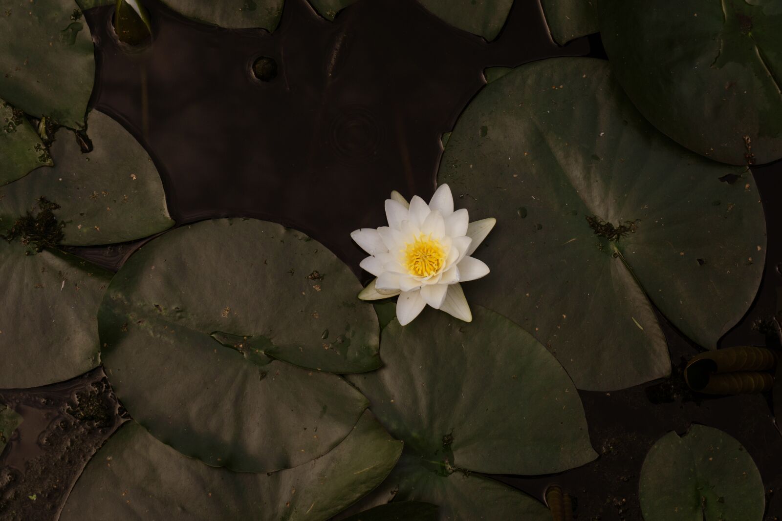 Sony a5100 sample photo. Lotus, water lotus, water photography