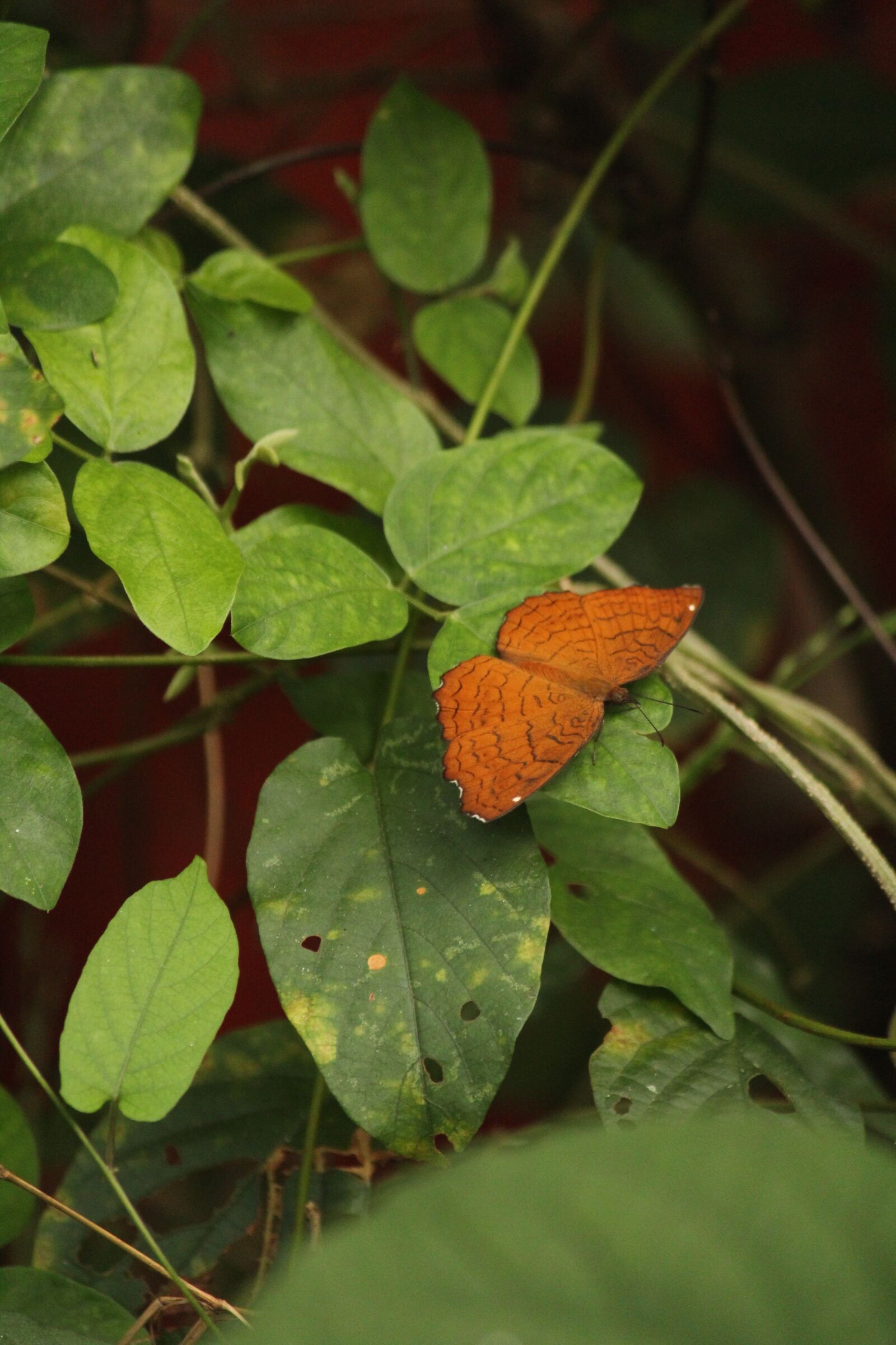 Canon EOS 1300D (EOS Rebel T6 / EOS Kiss X80) sample photo. Butterfly, fly, wing photography