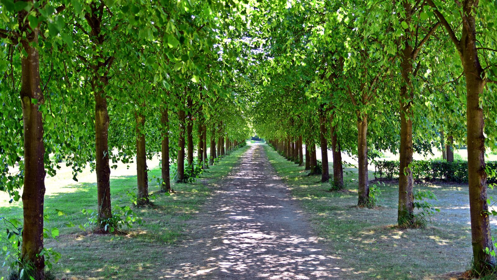 Nikon D5200 sample photo. Avenue, trees, away photography