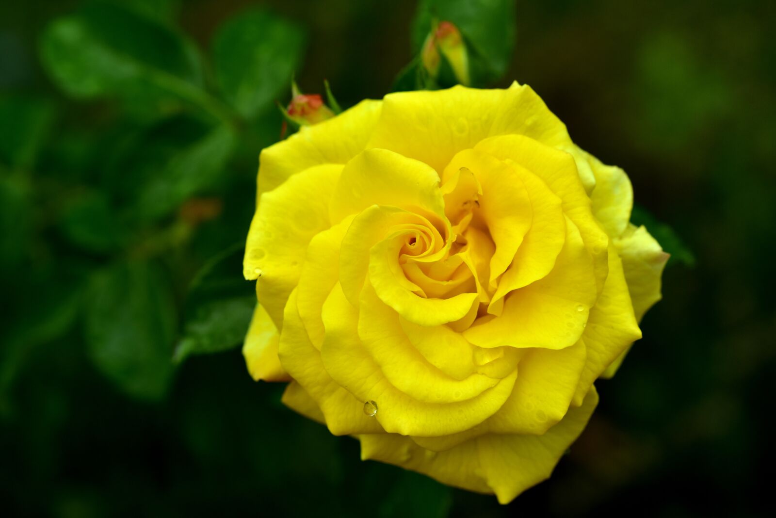 Nikon D750 sample photo. Rose, bush rose, bloom photography