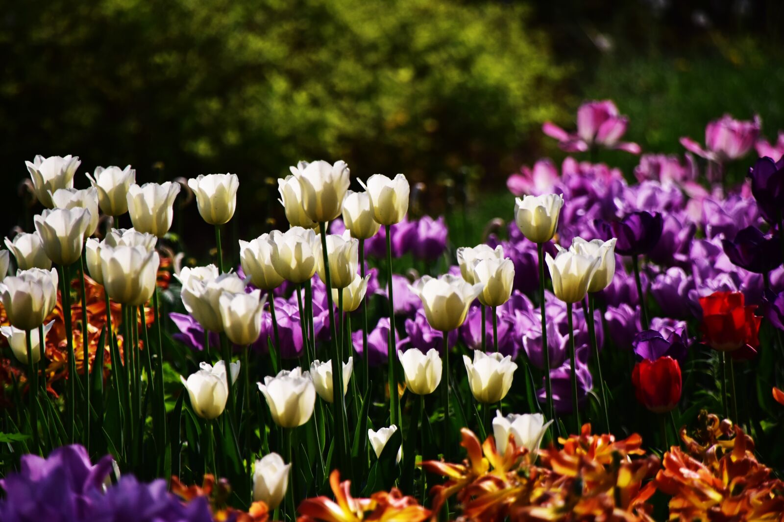 Nikon D810 sample photo. Tulip, flower, plant photography