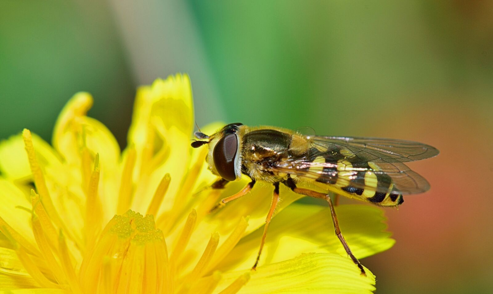 Nikon D5300 sample photo. Nature, fly, insects photography